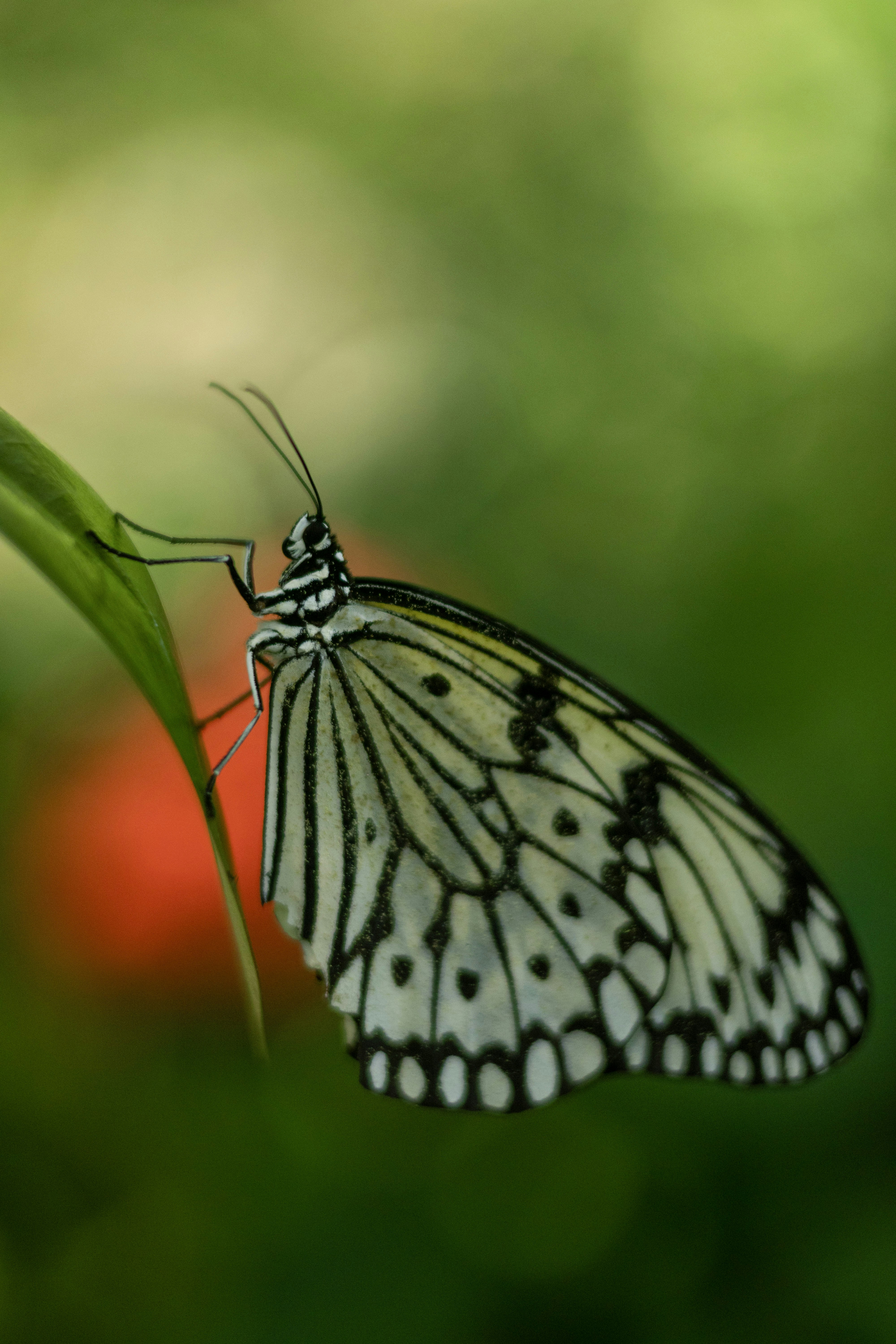 A butterfly perches on a green leaf.