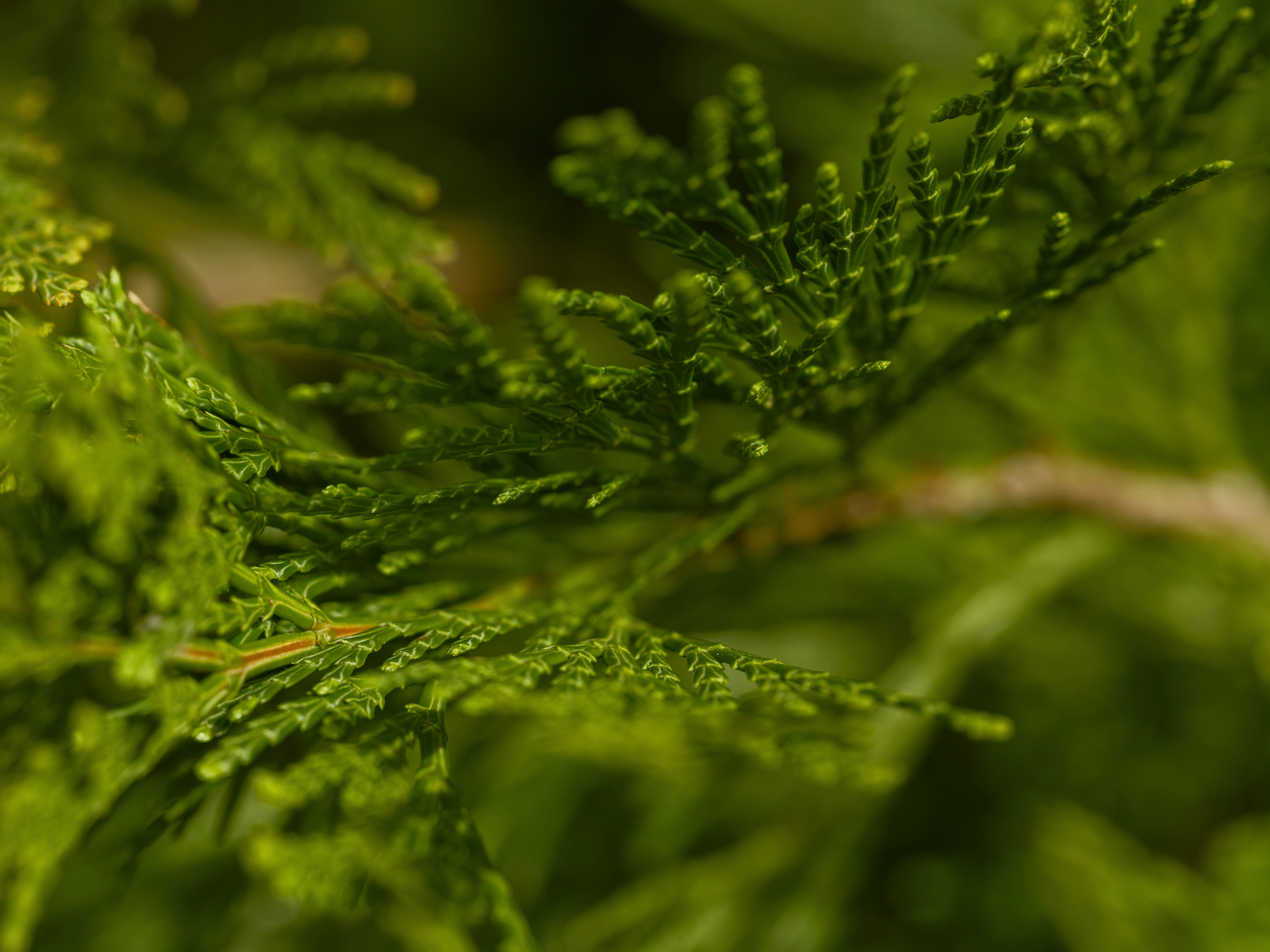 Photo by haberdoedas