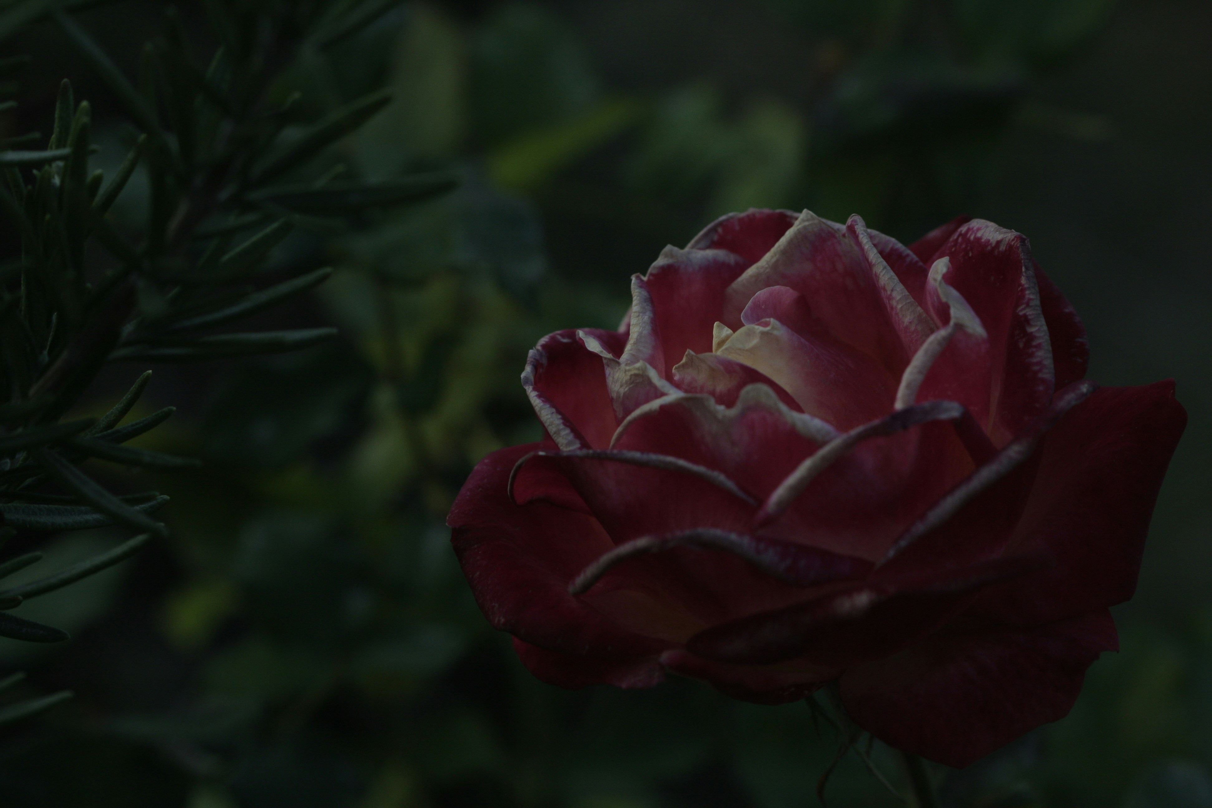 Photo by suyashbatra