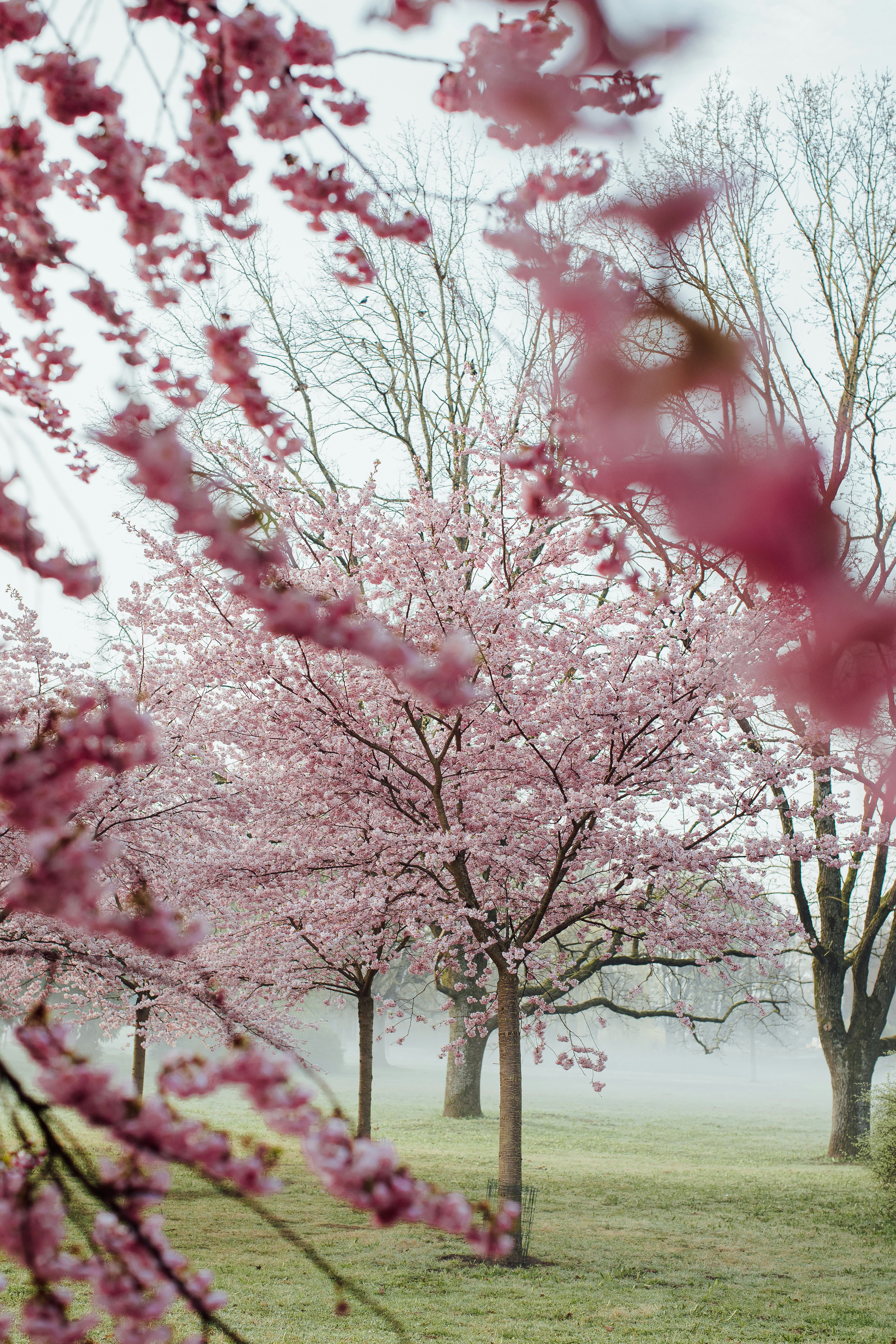 Flores de cerejeira rosa florescem em um jardim nebuloso.