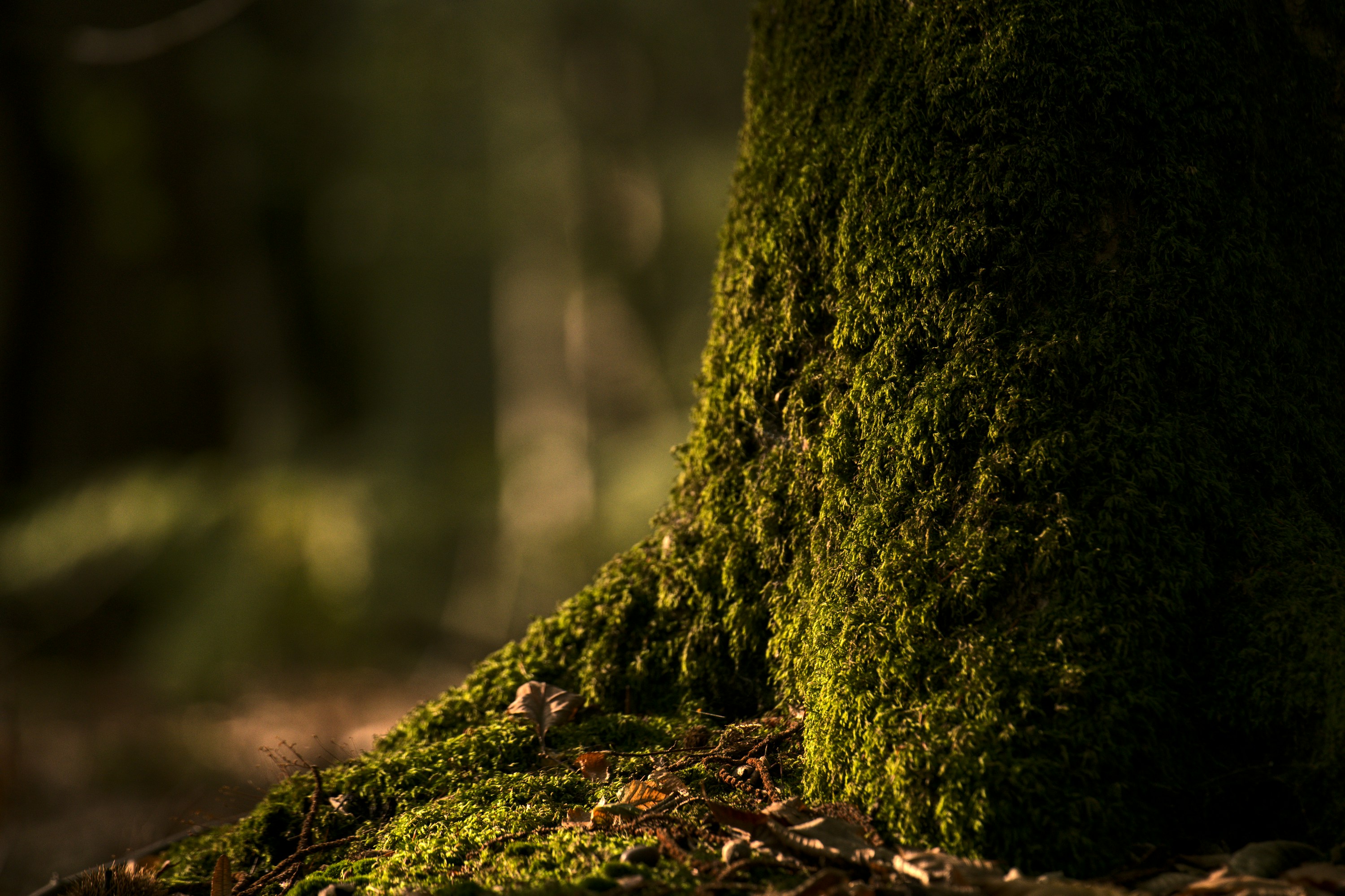 Moss carpet in autumn forest showing seasonal beauty