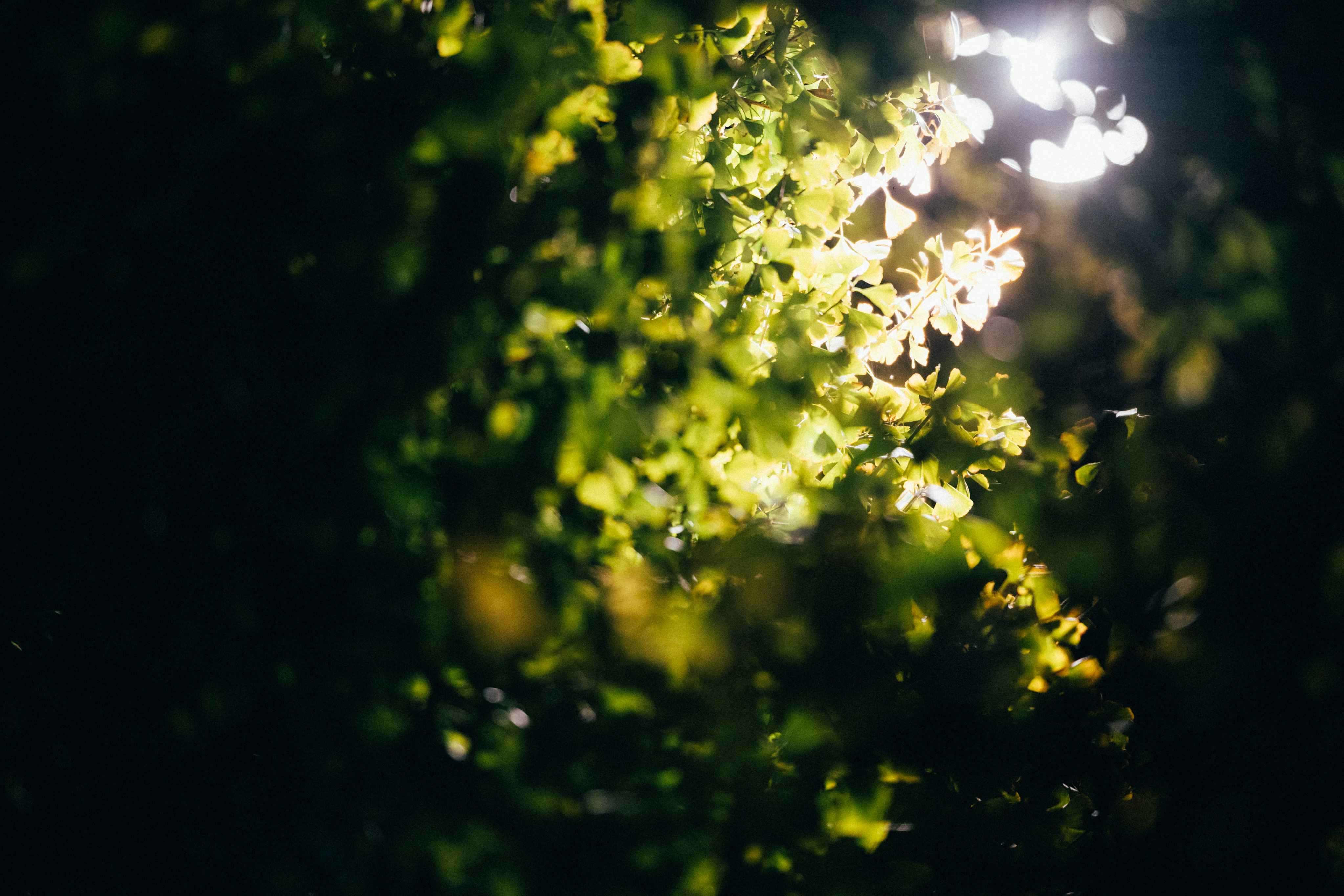 Photo by tsuyoshikozu