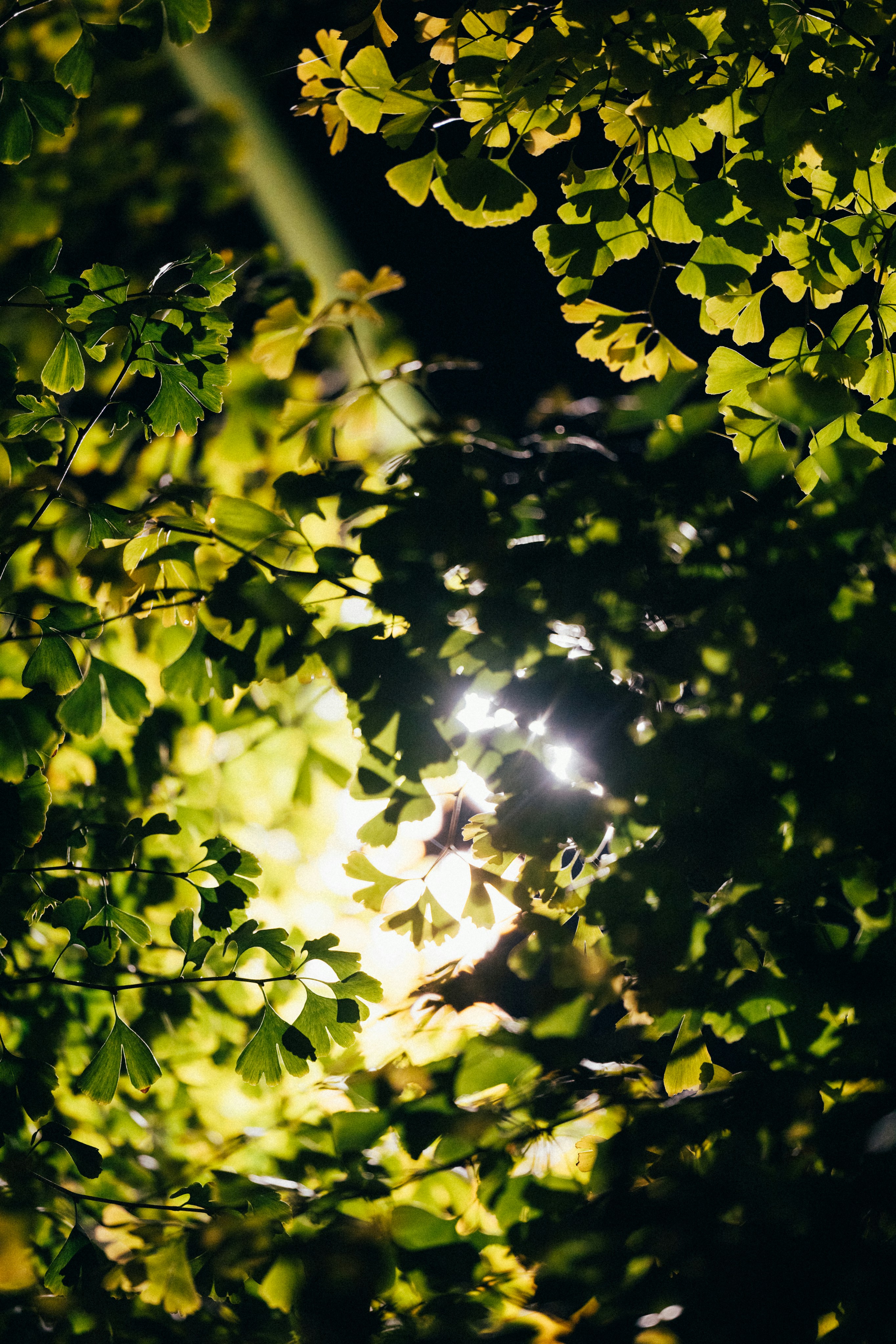 Photo by tsuyoshikozu