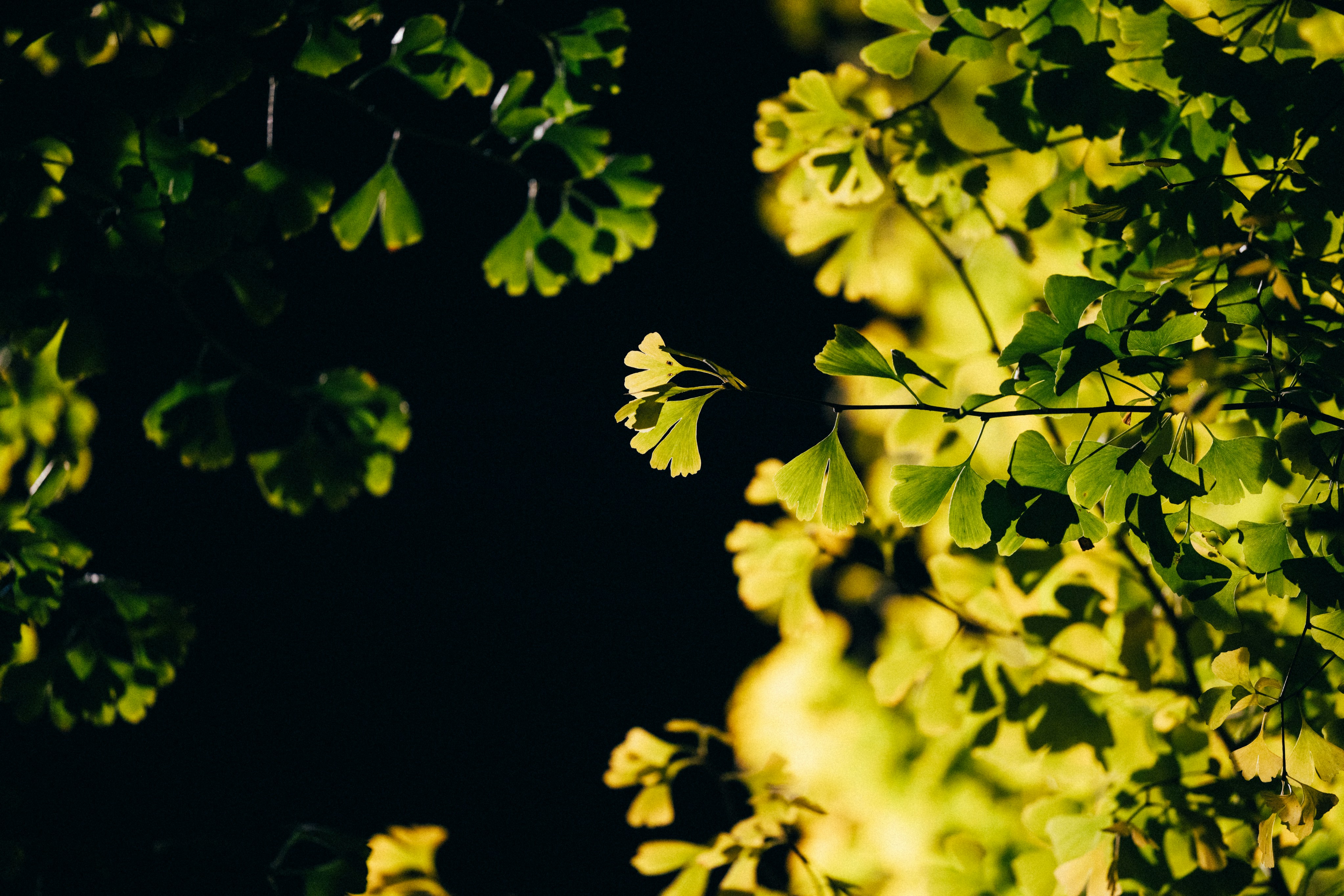 Photo by tsuyoshikozu