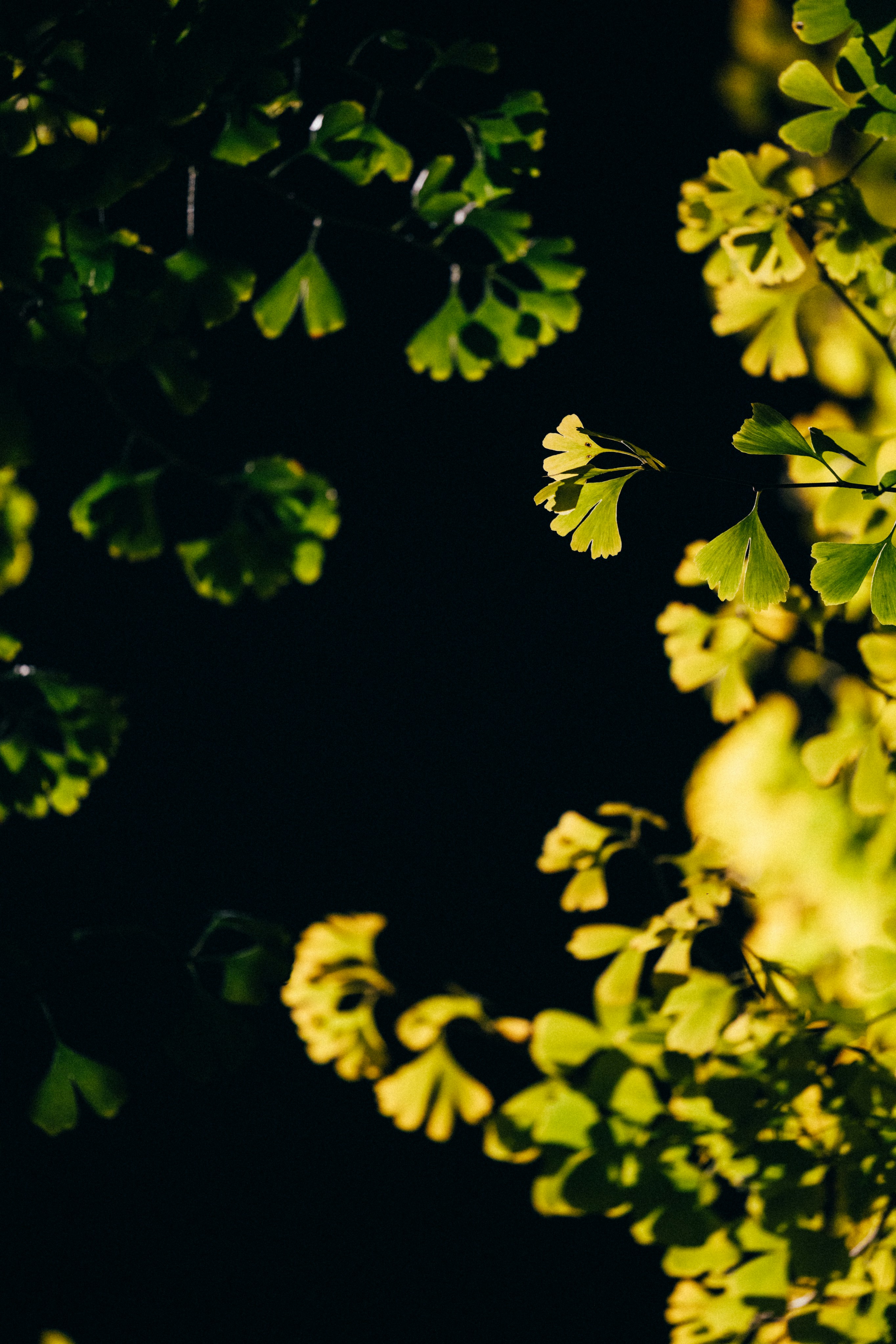 Photo by tsuyoshikozu