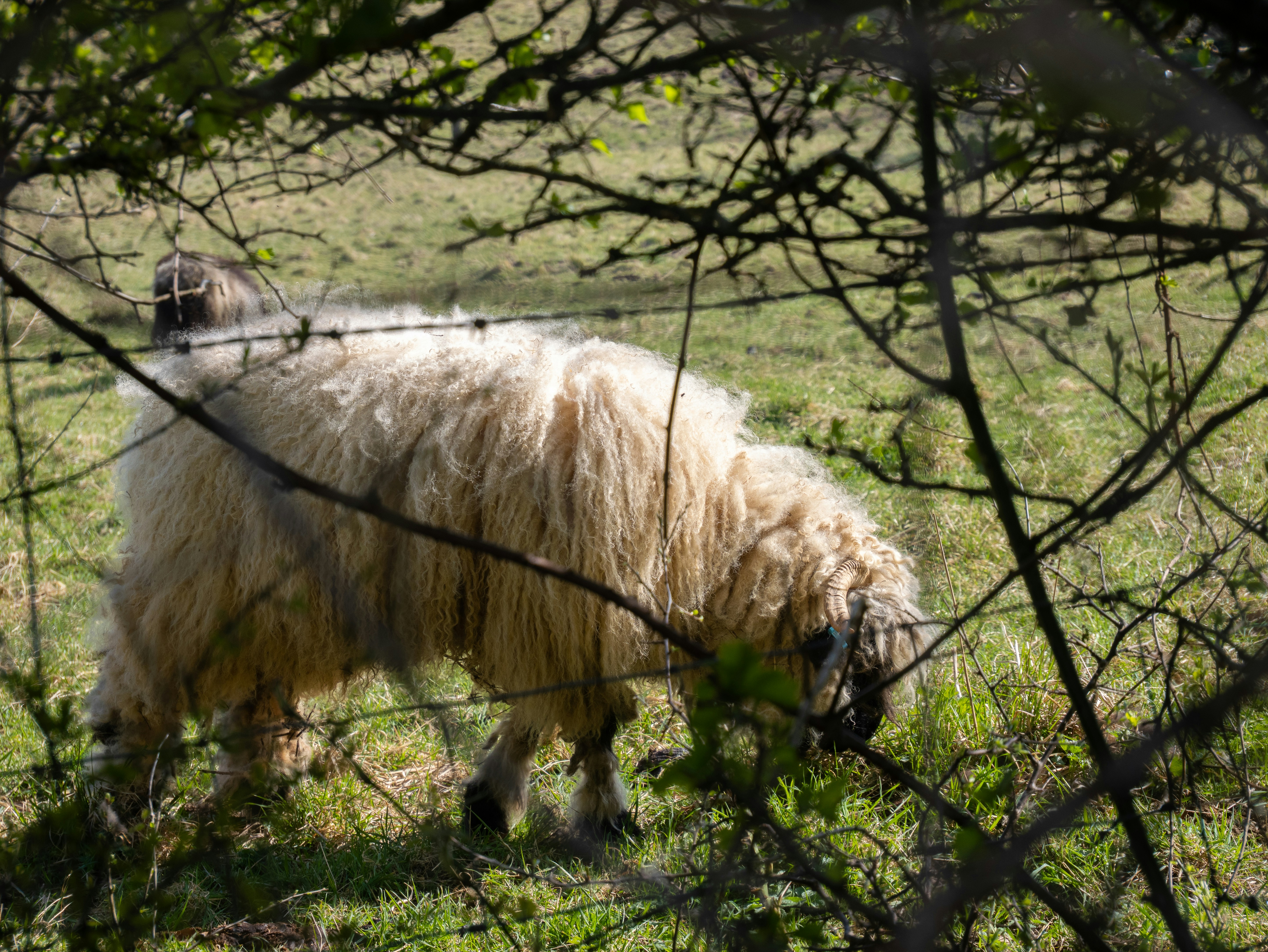 A sheep grazes in a sunlit pasture.