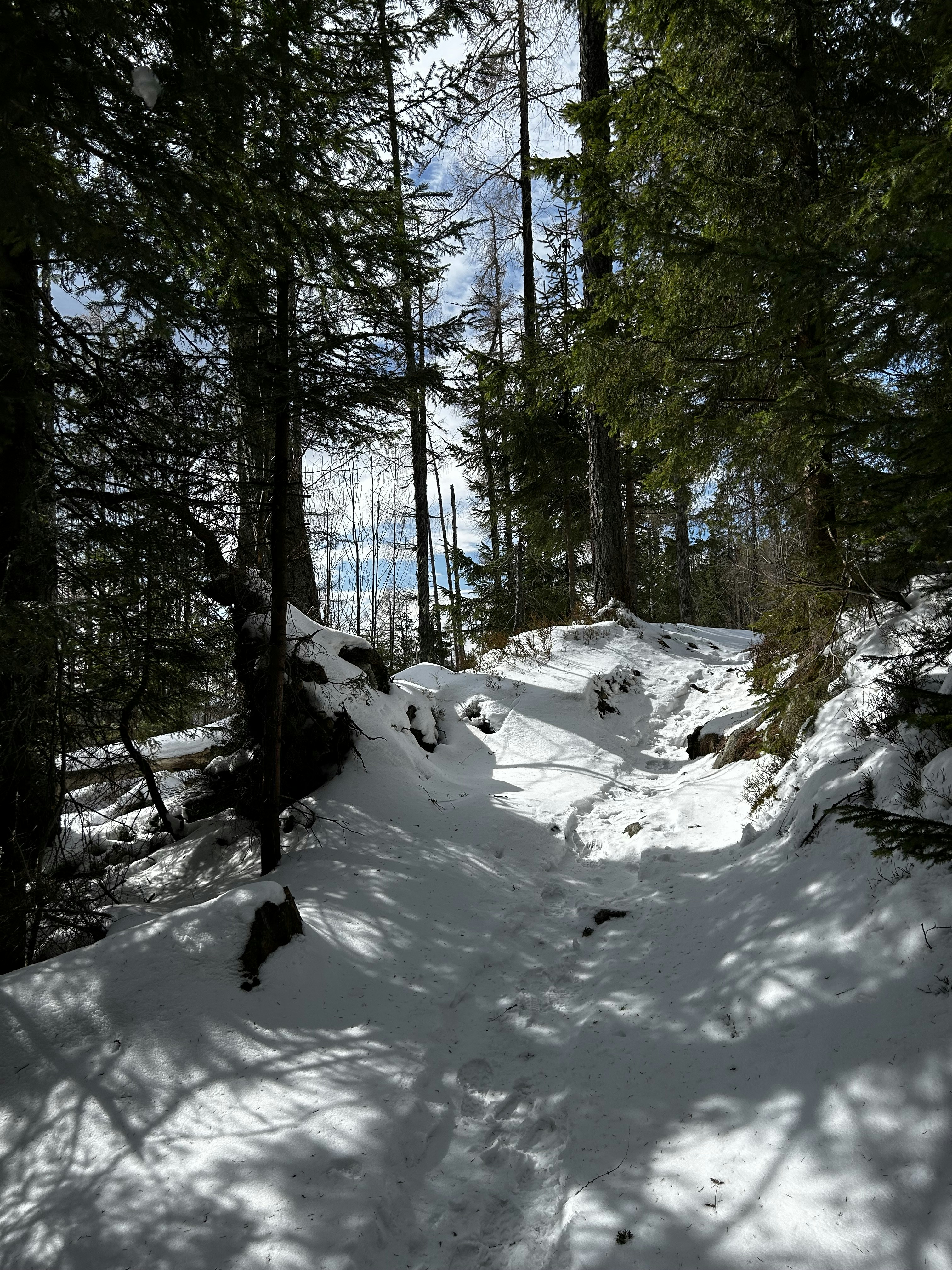 A snow-covered trail leads through the forest.