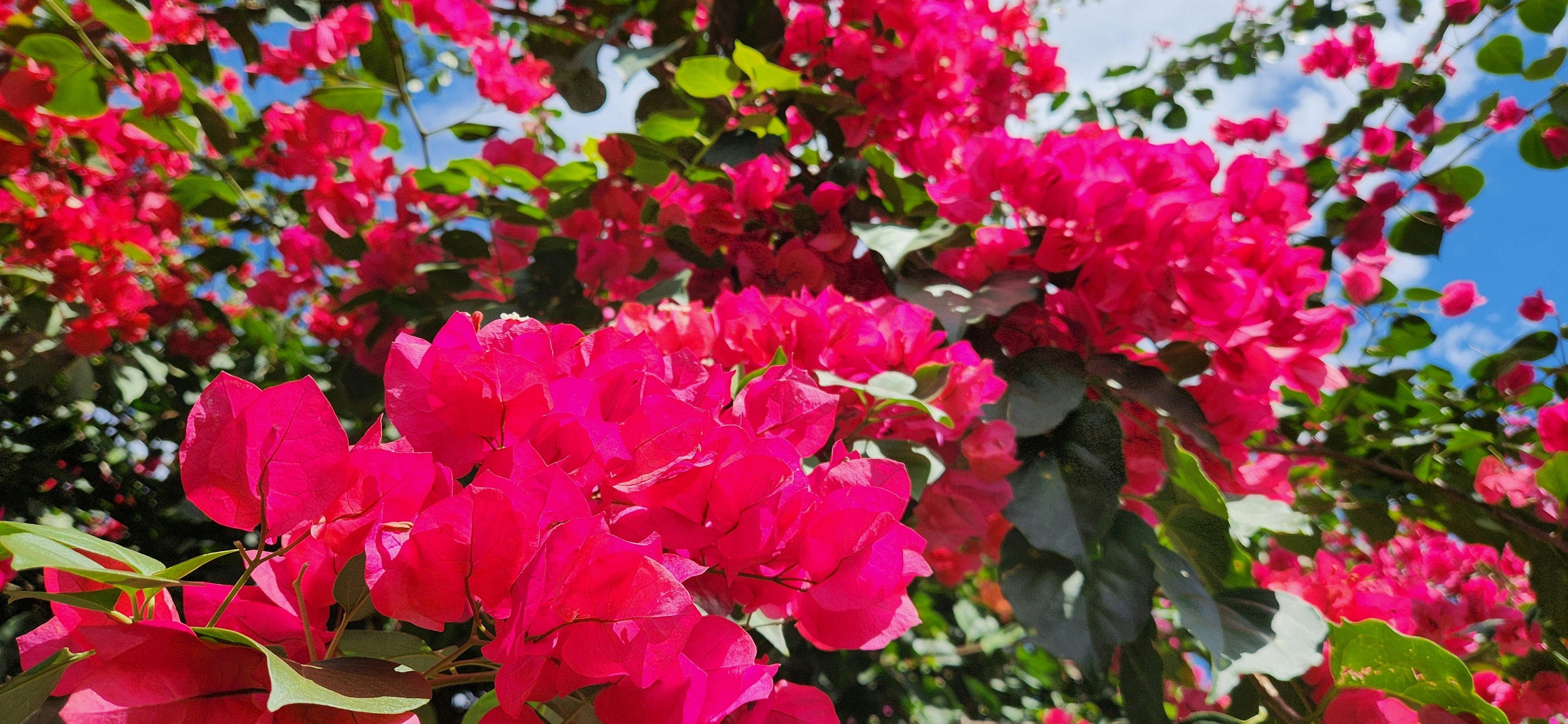 Bright pink flowers bloom in this photo.