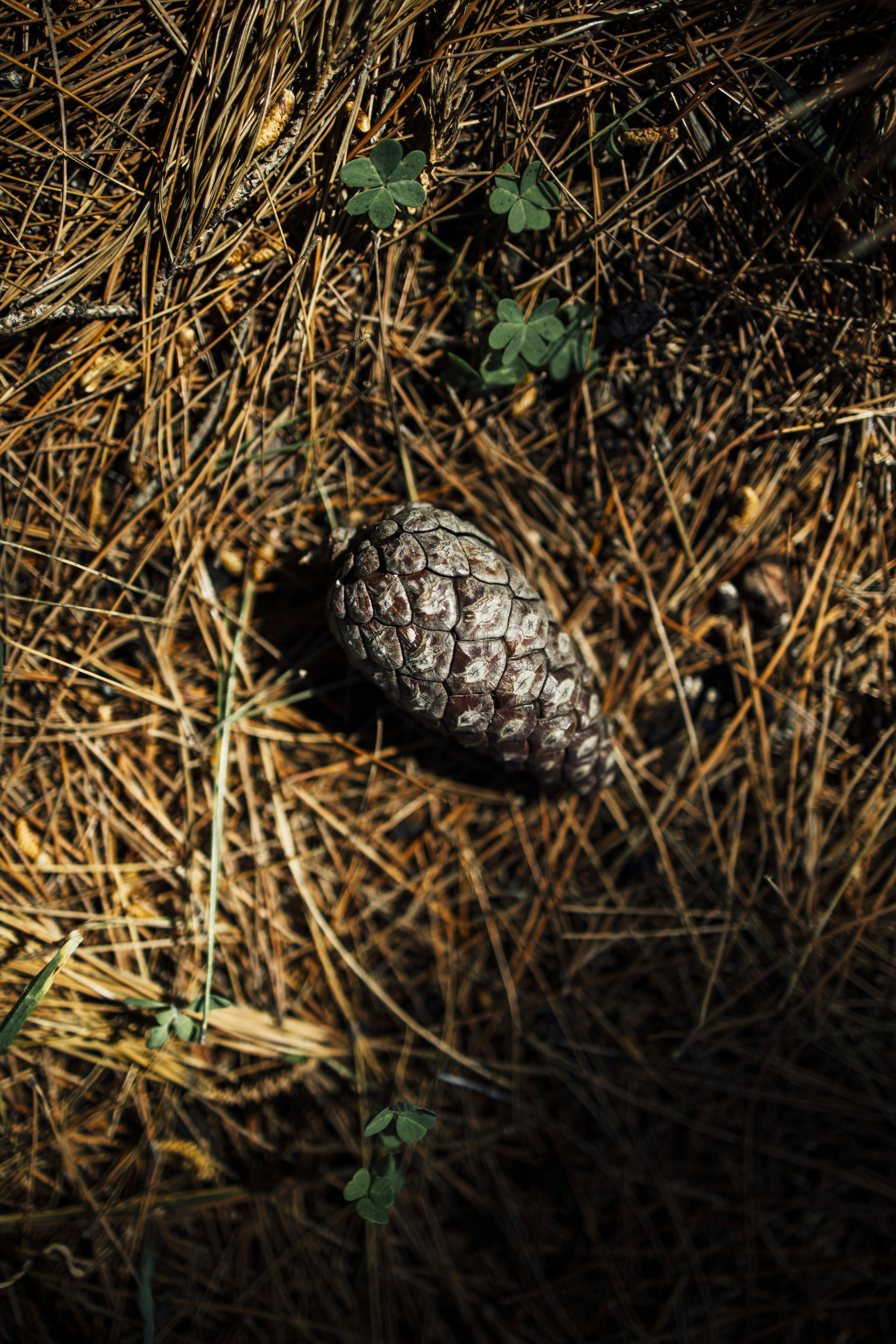 A pinecone rests on a forest floor.