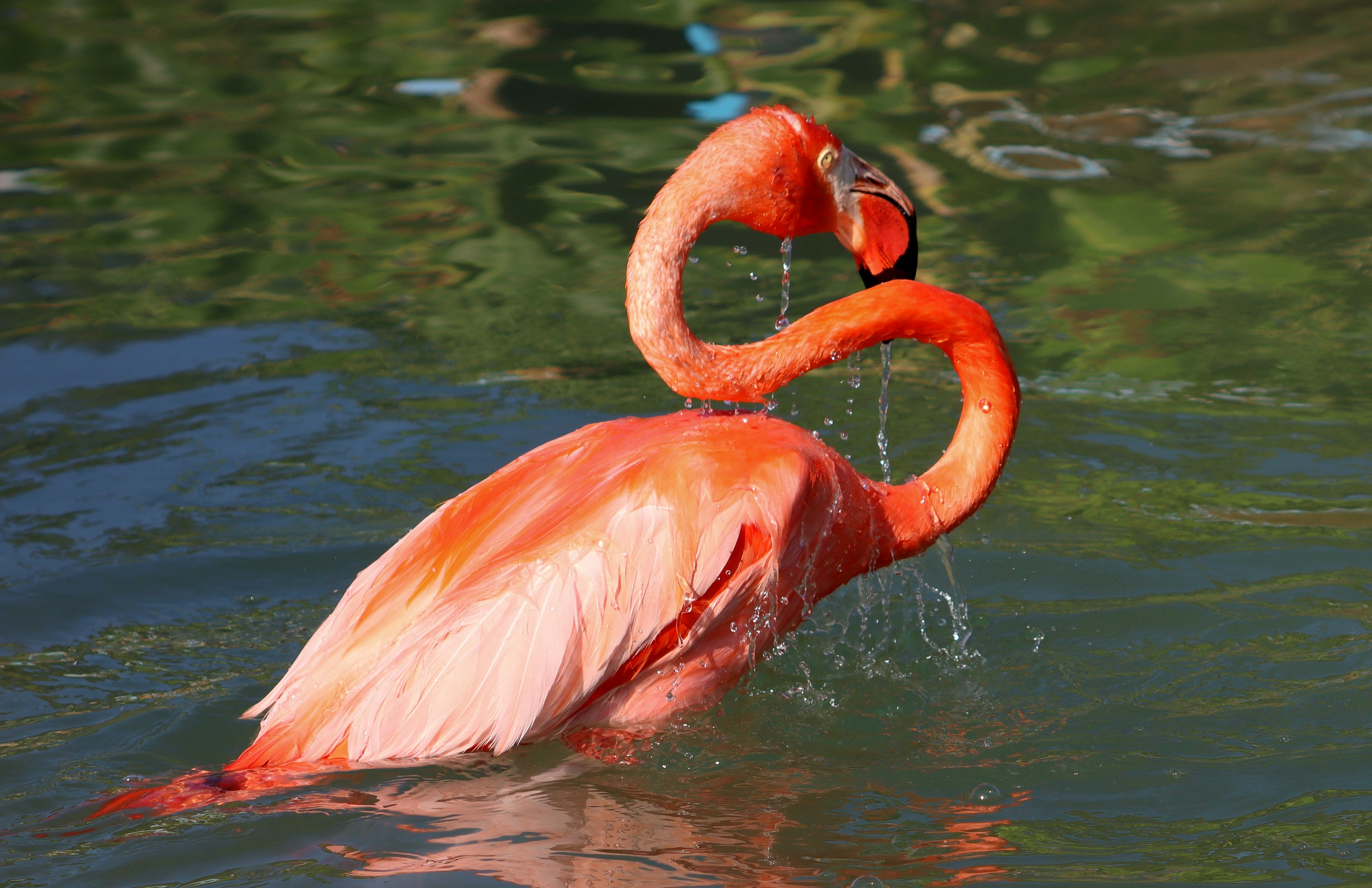 Ein Flamingo reinigt sich im Wasser.