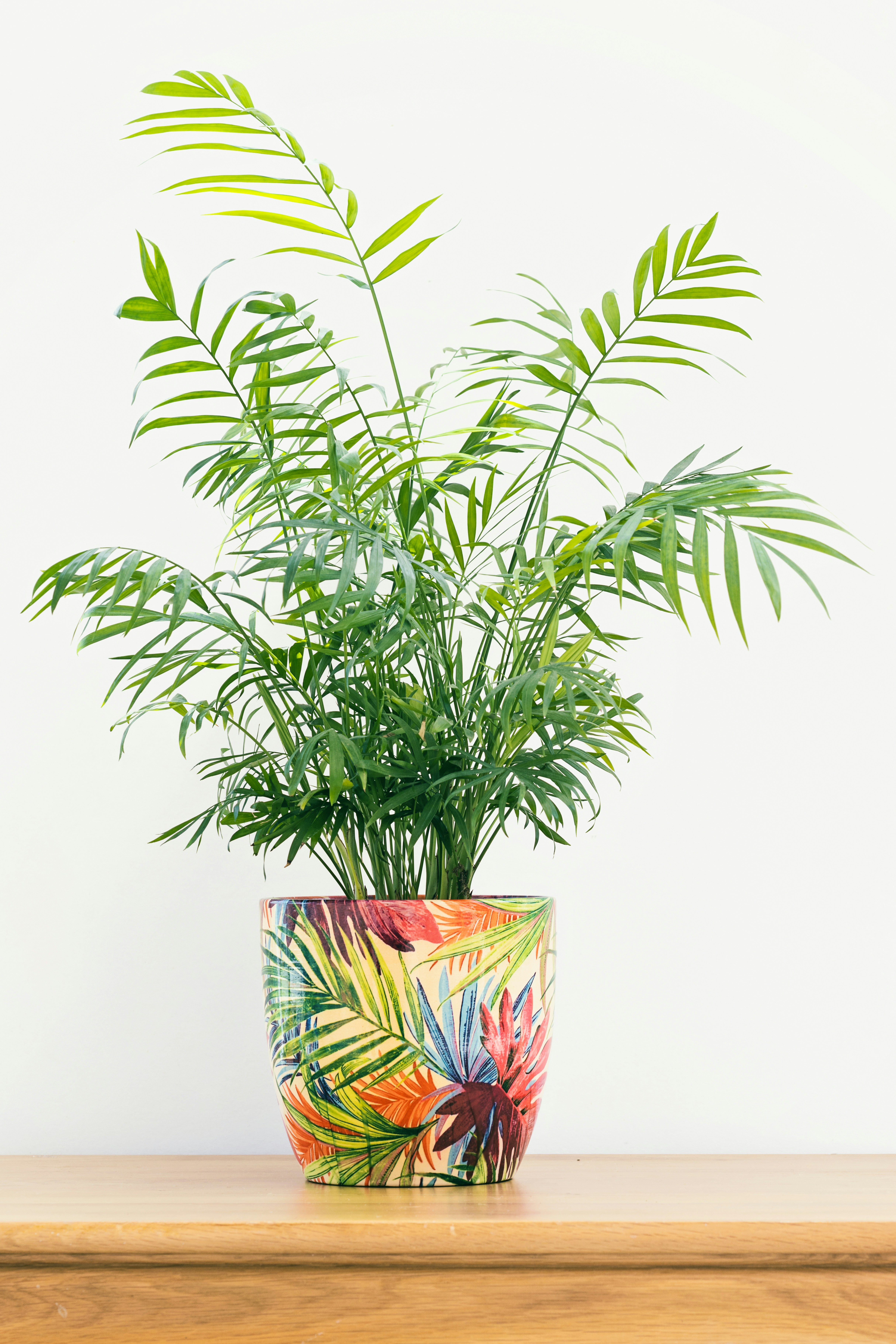 A potted plant with lush green leaves.