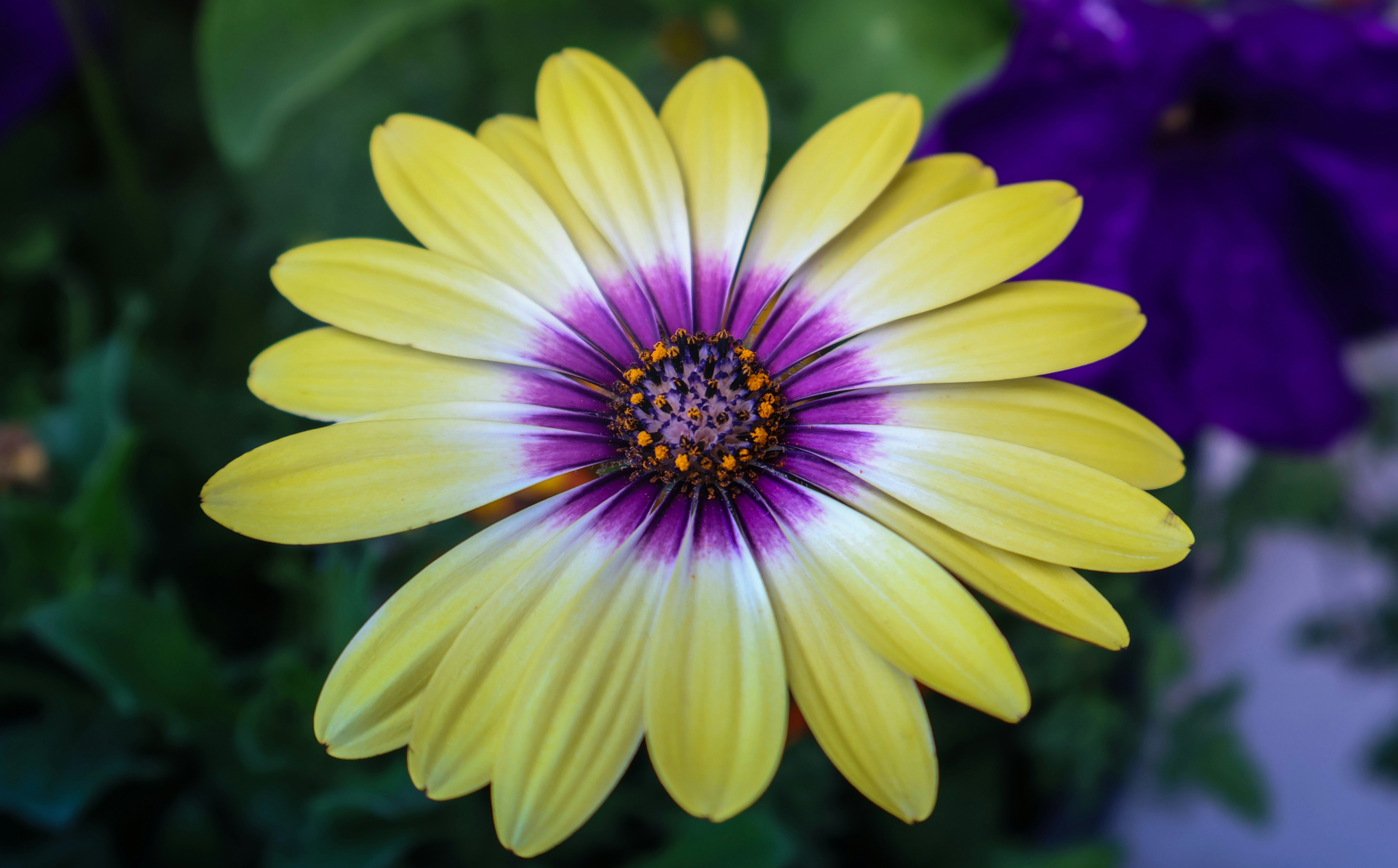 Photo by hadopelagic