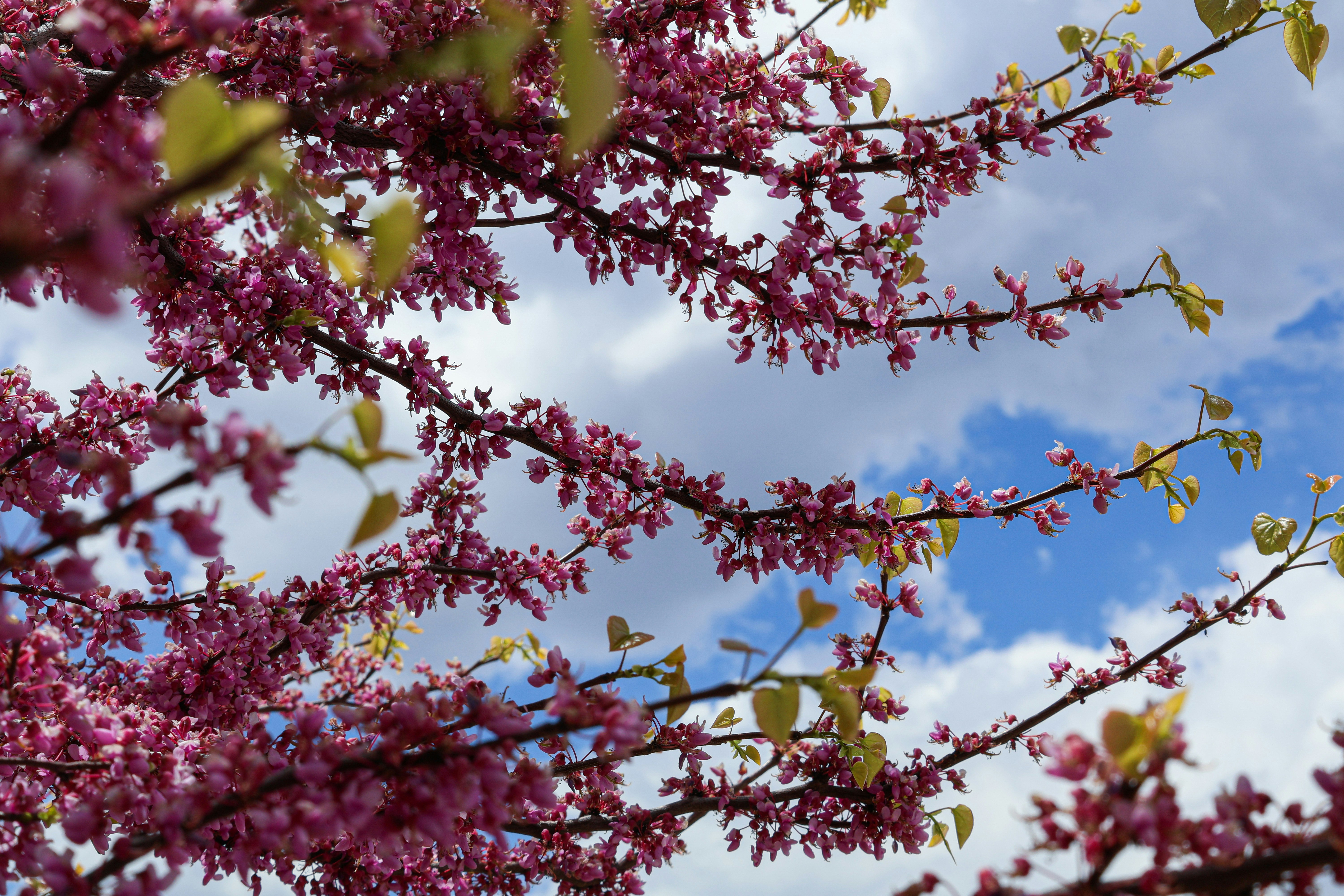 Photo by hadopelagic