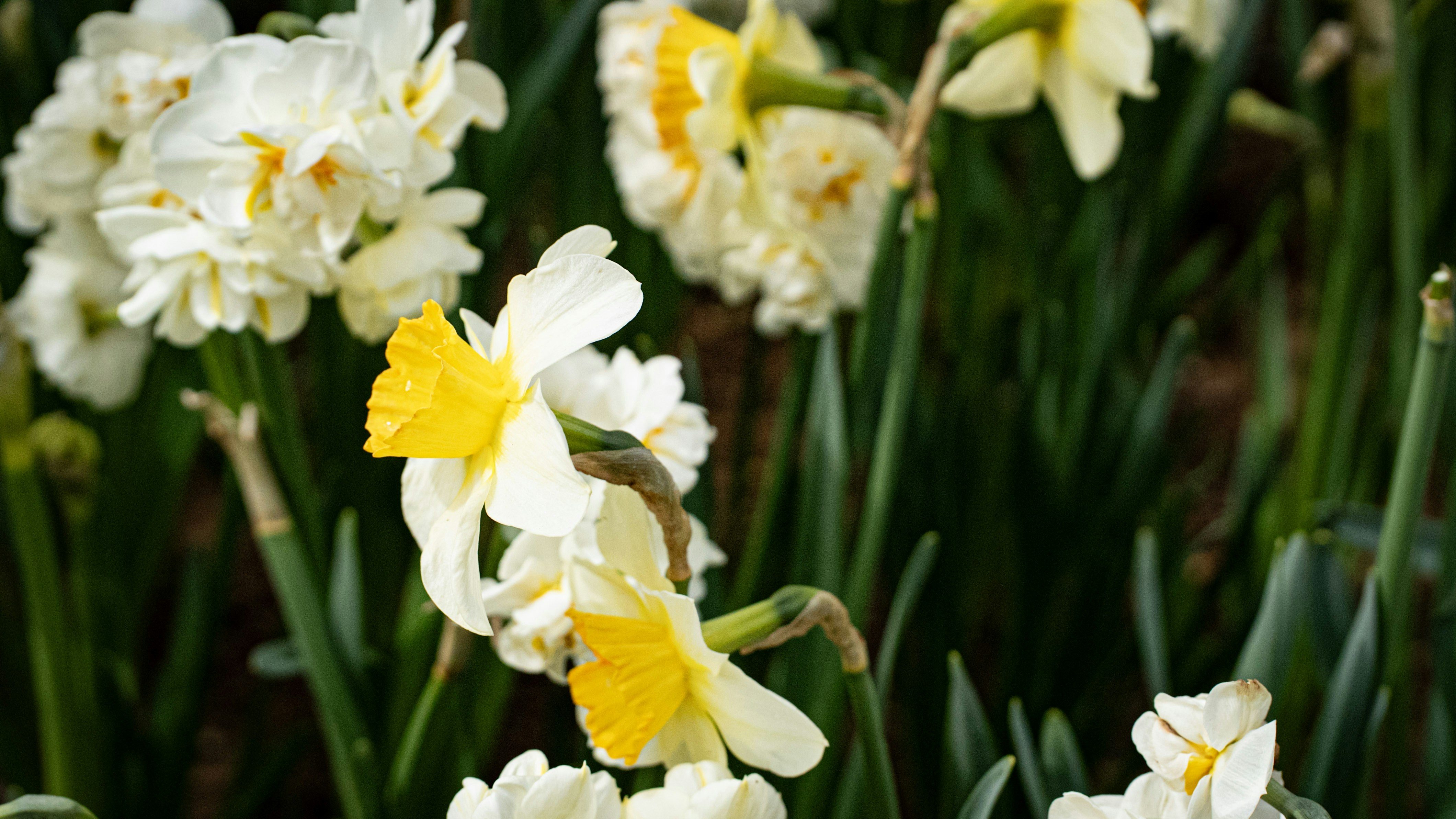 Photo by mihaela_claudia_p