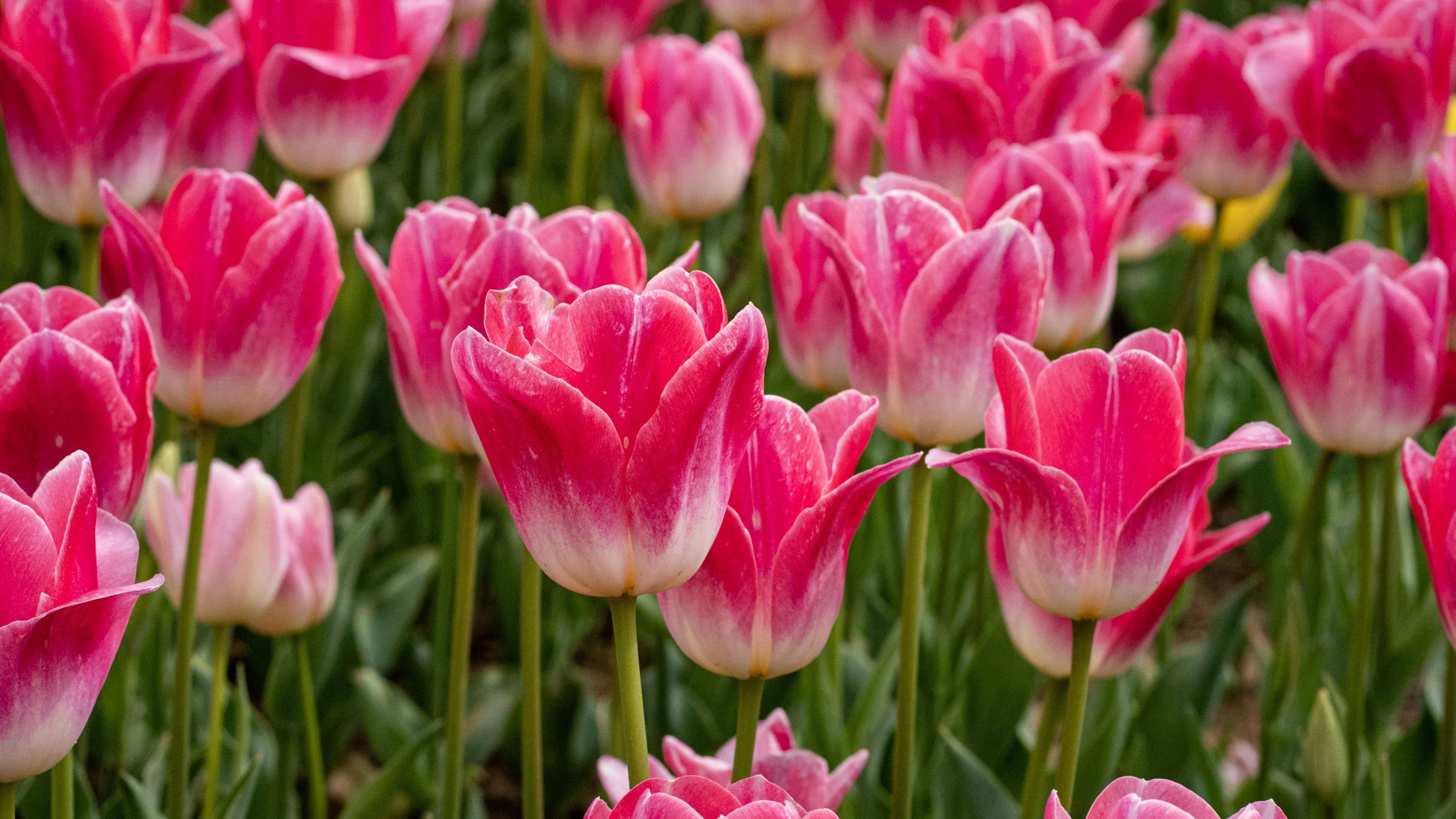 Photo by mihaela_claudia_p