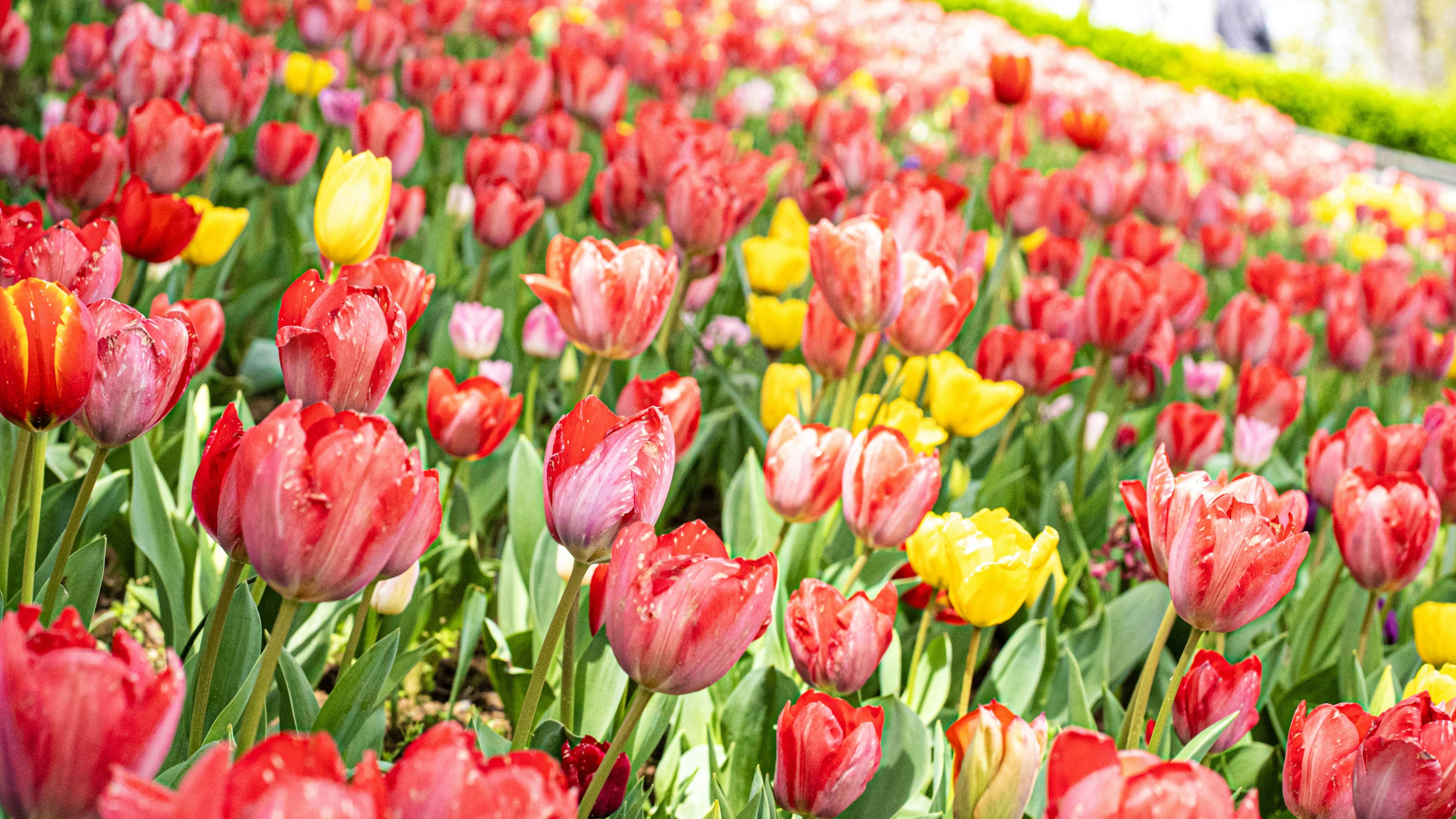 Photo by mihaela_claudia_p