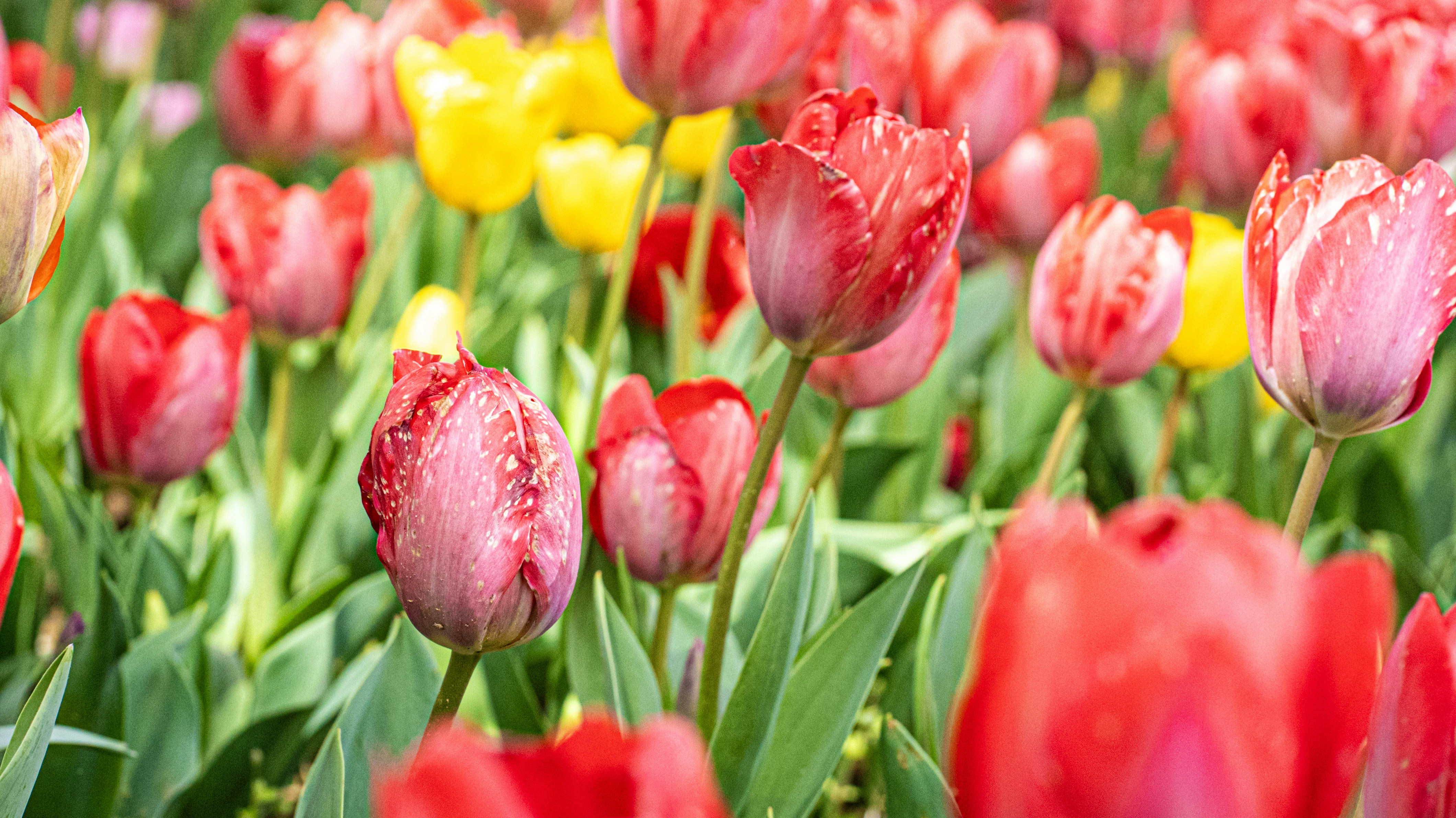 Photo by mihaela_claudia_p