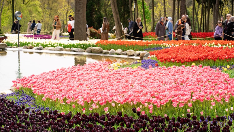 Beautiful flowers bloom in a colorful garden.