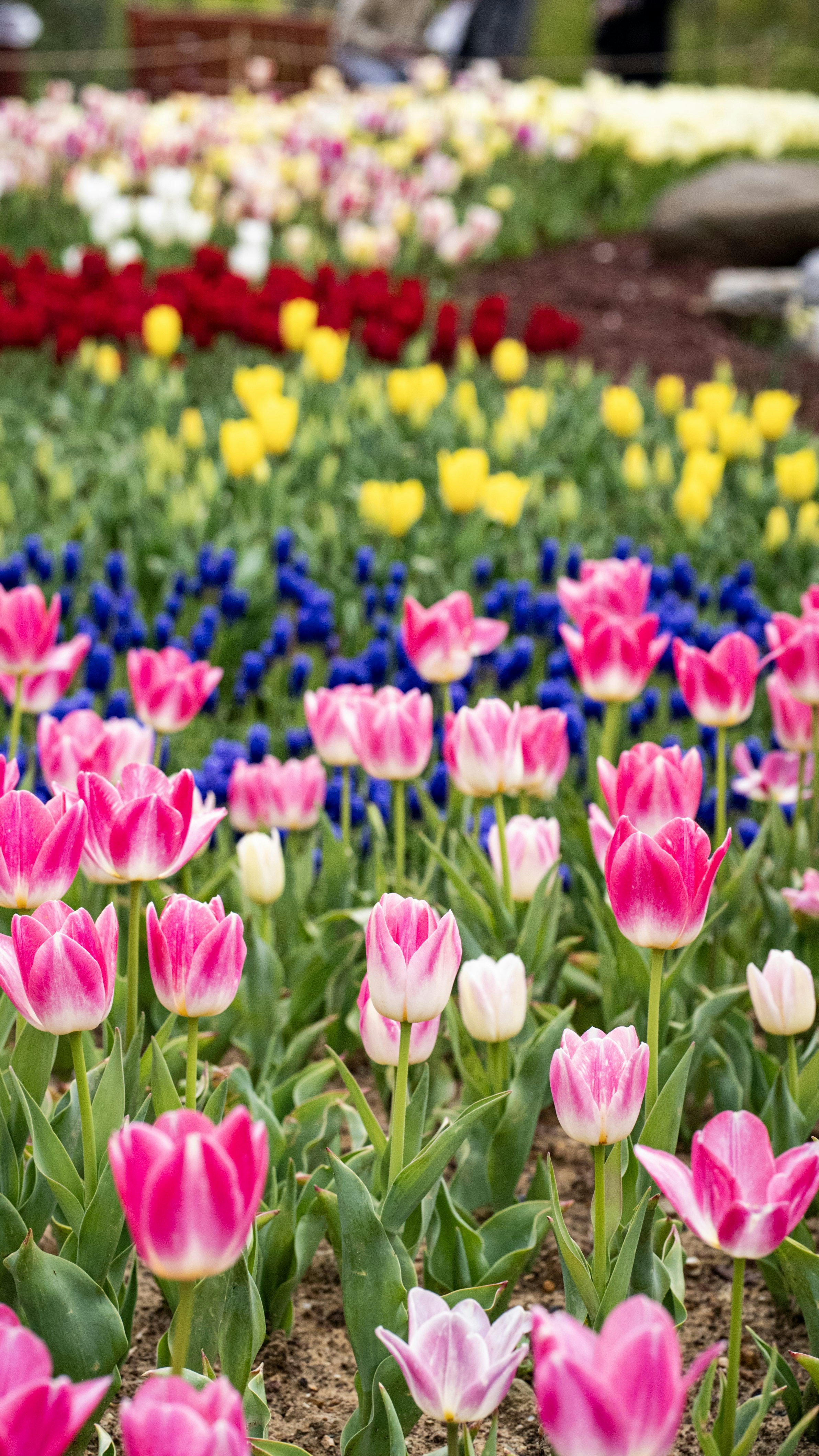 Photo by mihaela_claudia_p