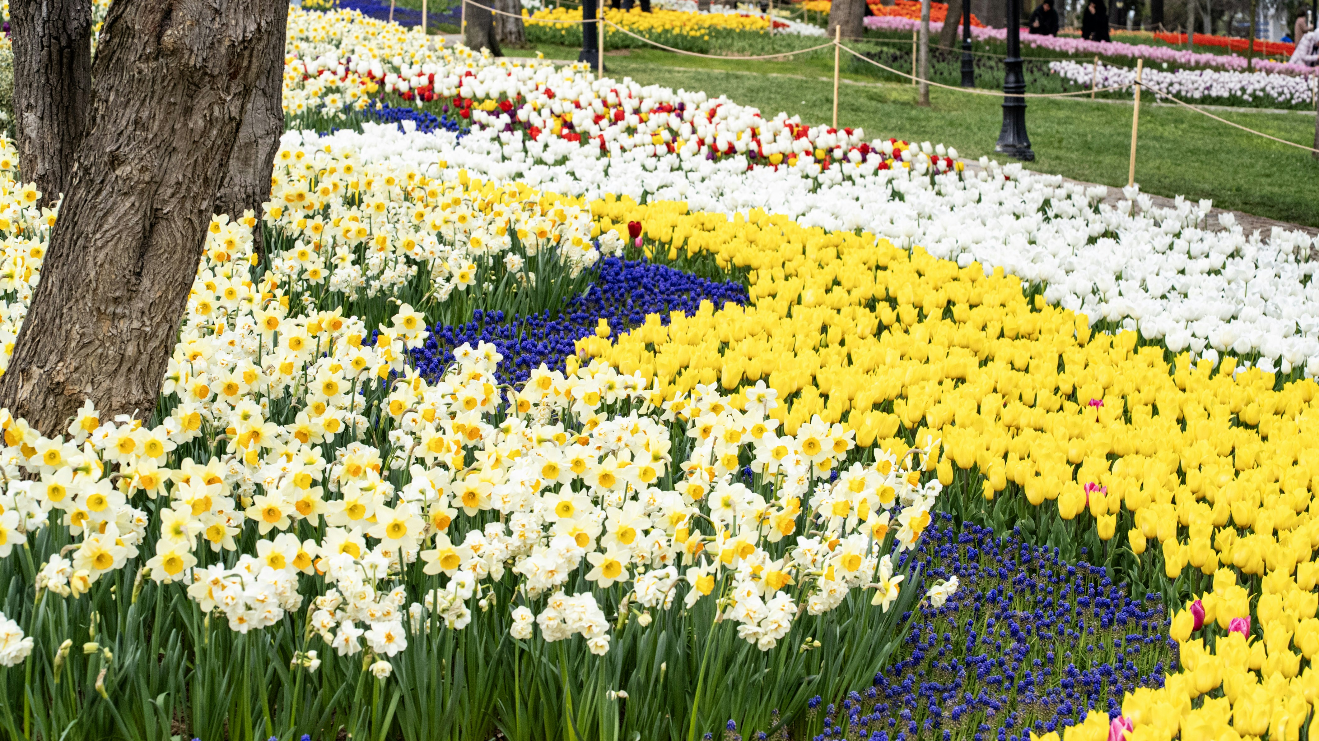 Flowers bloom in vibrant rows of color. photo – Free Flowers Image on ...