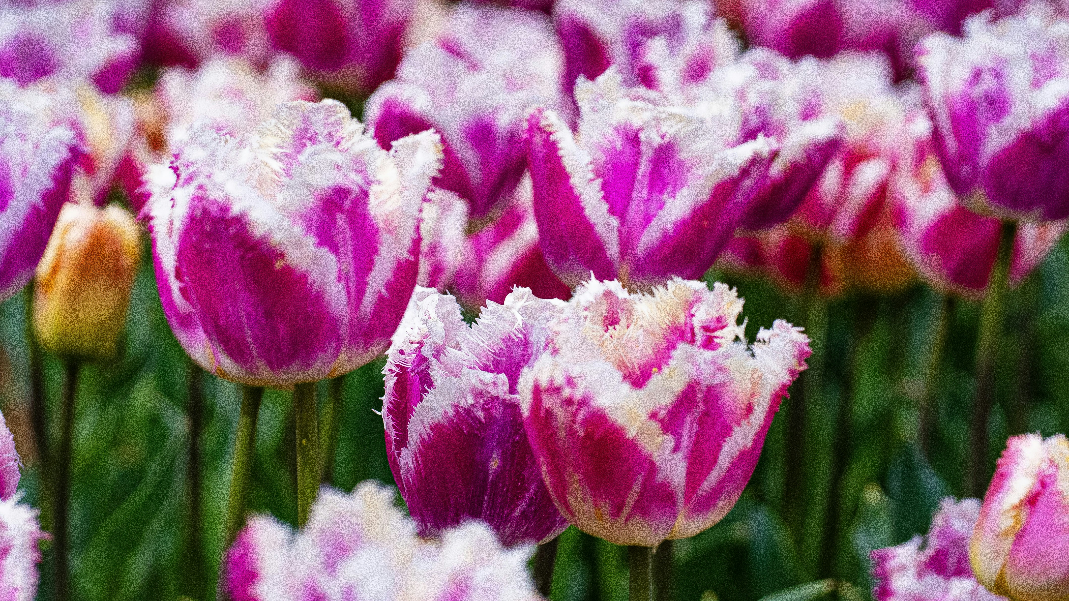 Photo by mihaela_claudia_p