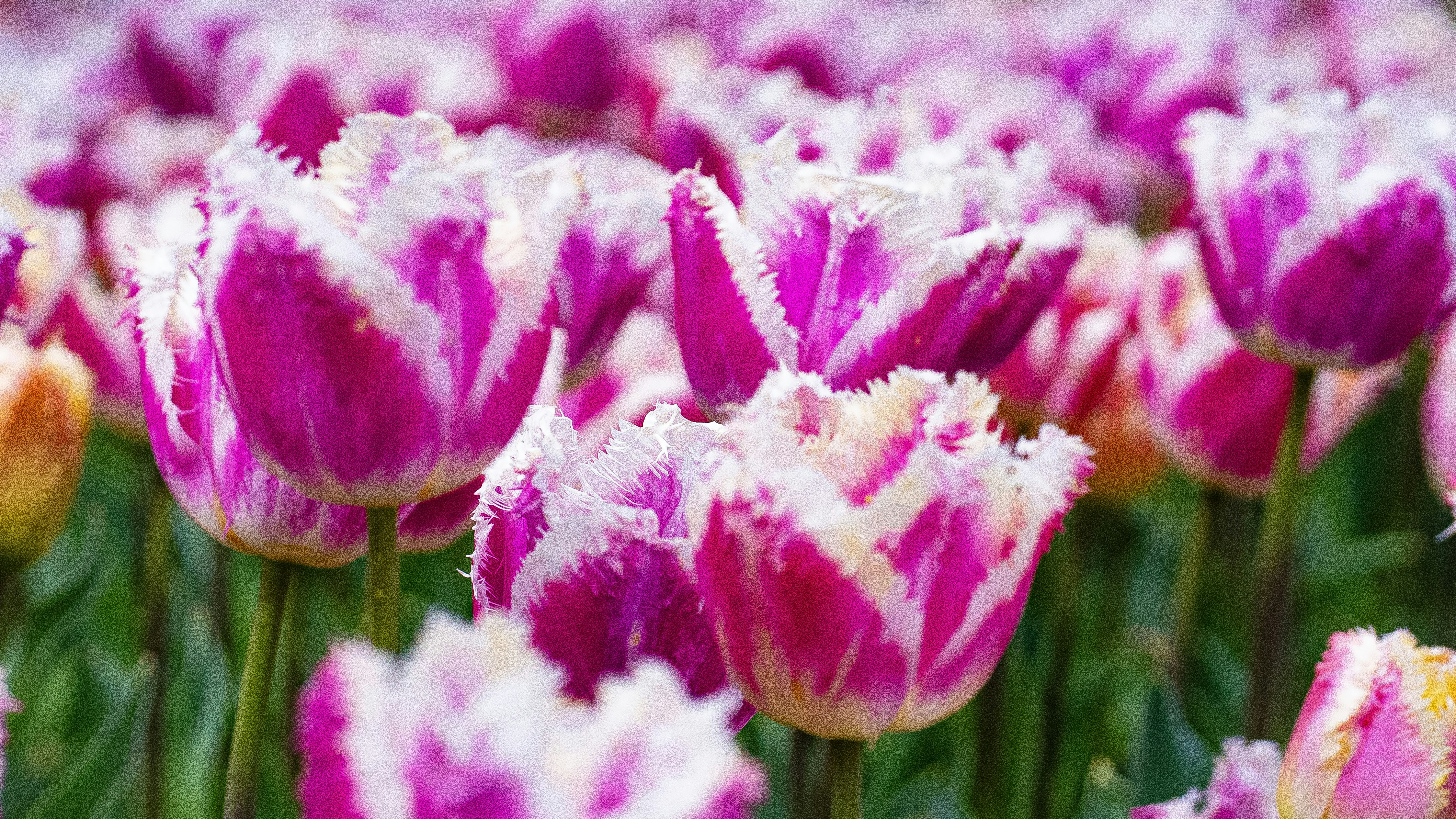 Photo by mihaela_claudia_p