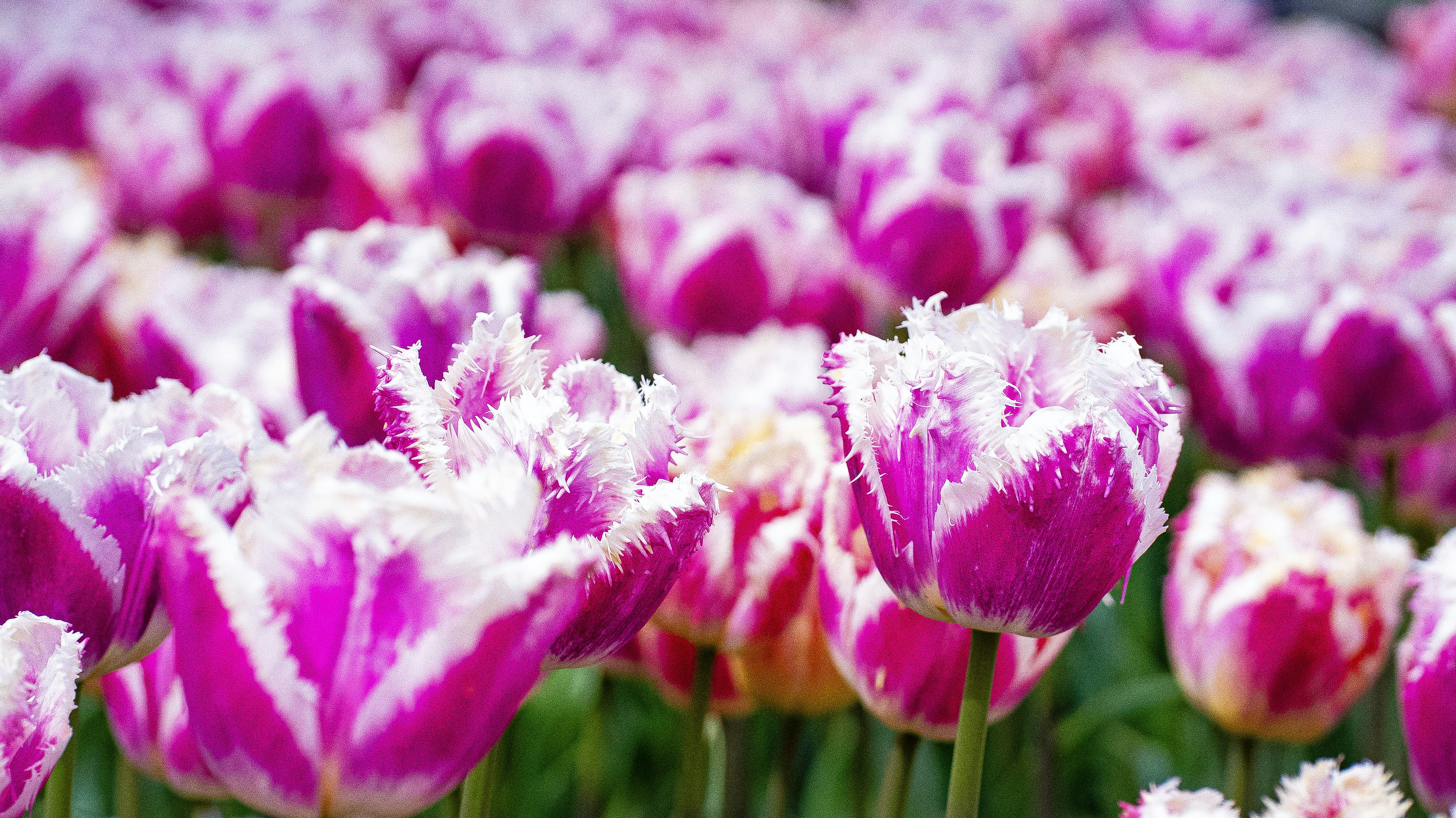 Photo by mihaela_claudia_p