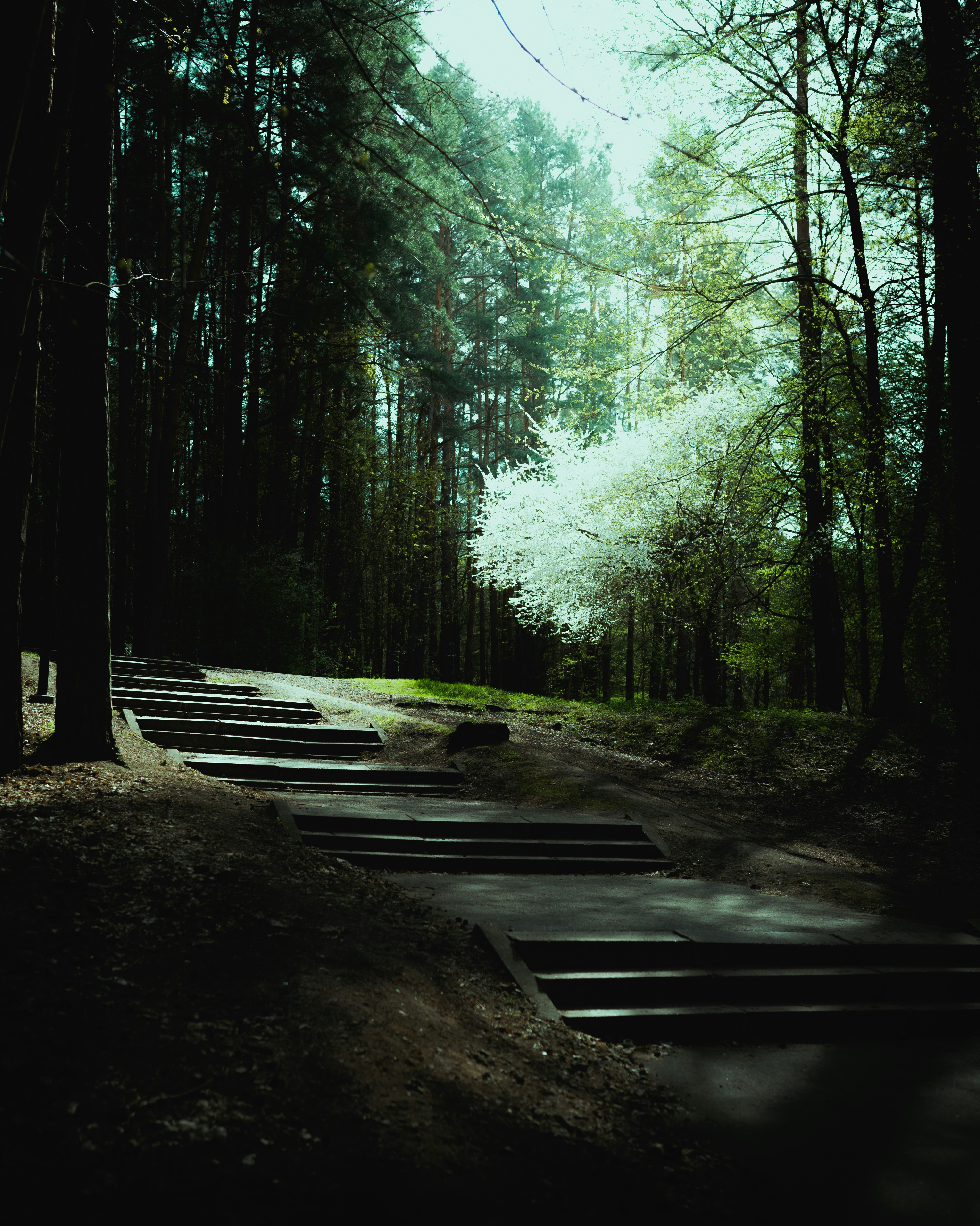 A forest path leads toward a bright, white tree.