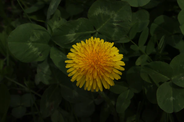 Pissenlit officinal — plante bio-indicatrice