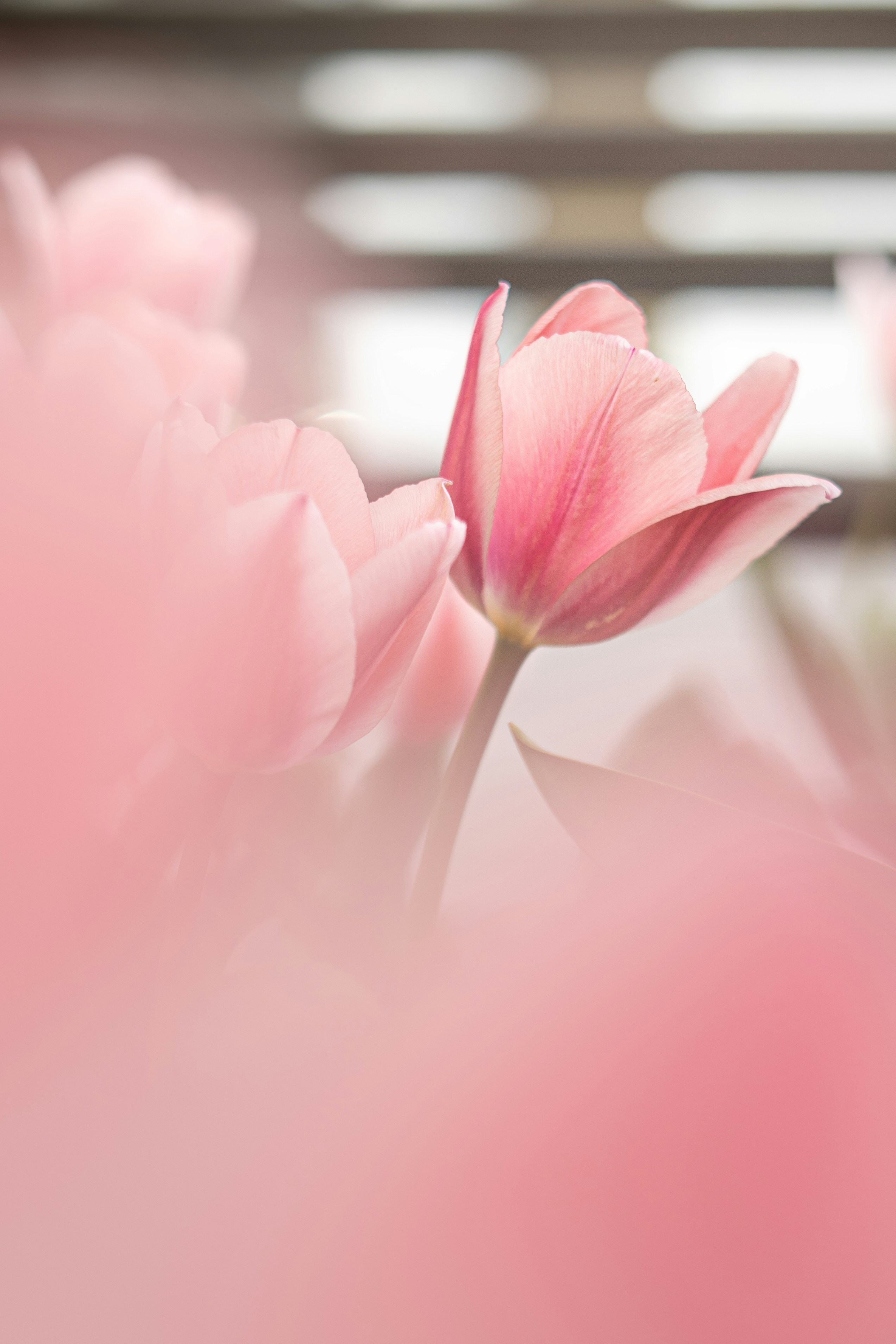 Pink tulips bloom brightly in the light. photo – Free Image on Unsplash, image size:3000x4501