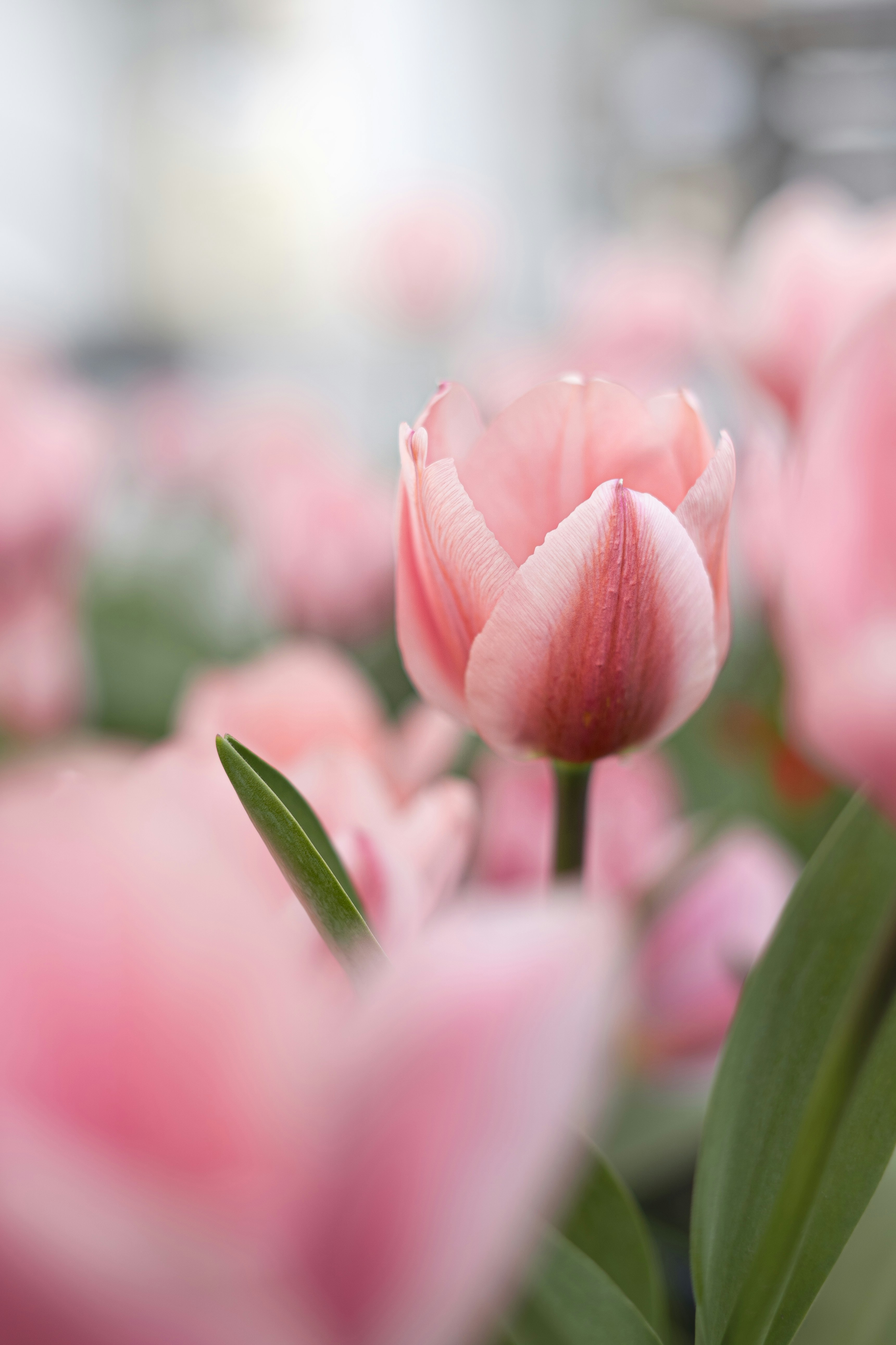 Photo by larisa_padurescu