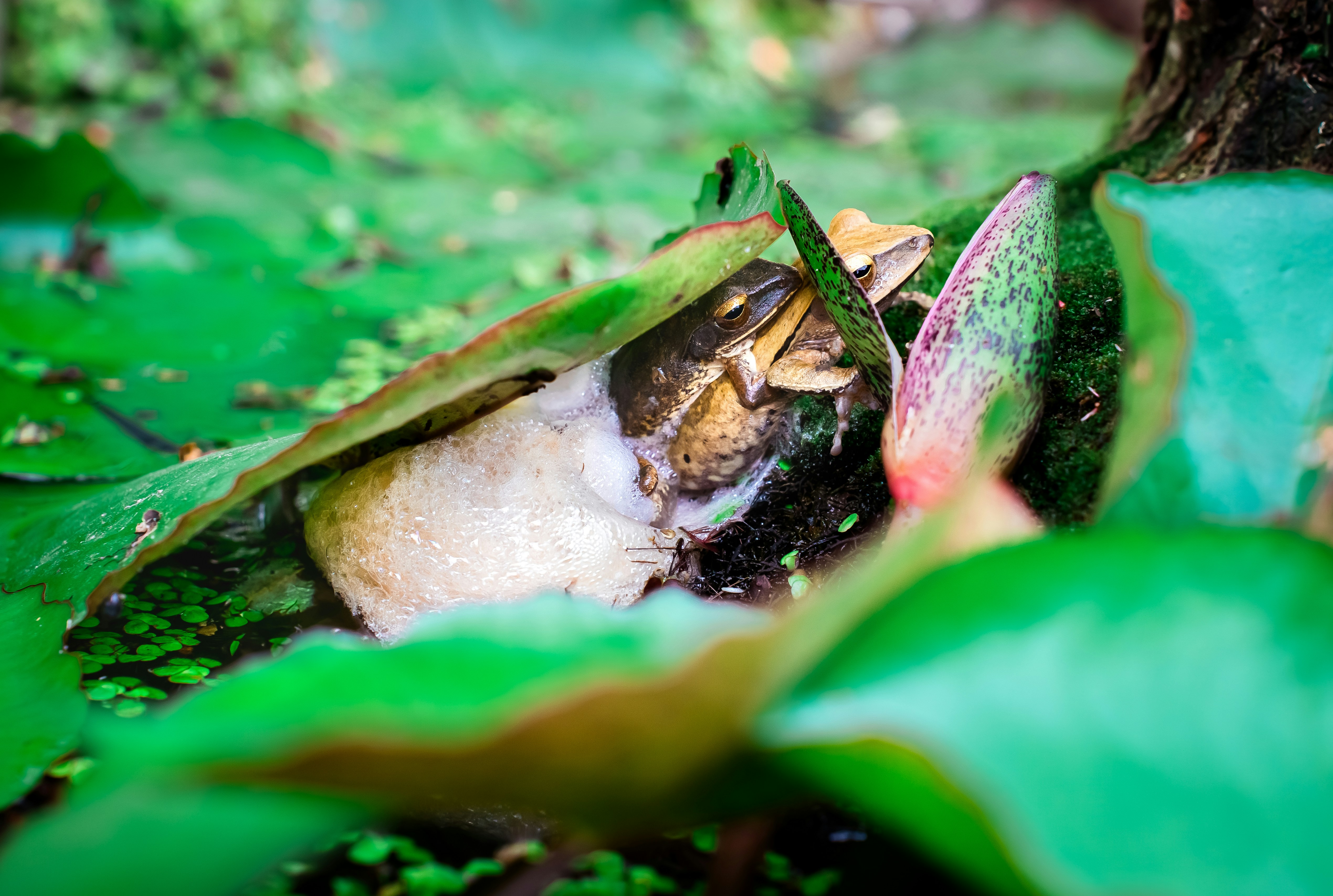 Photo by niko_nguyen_10