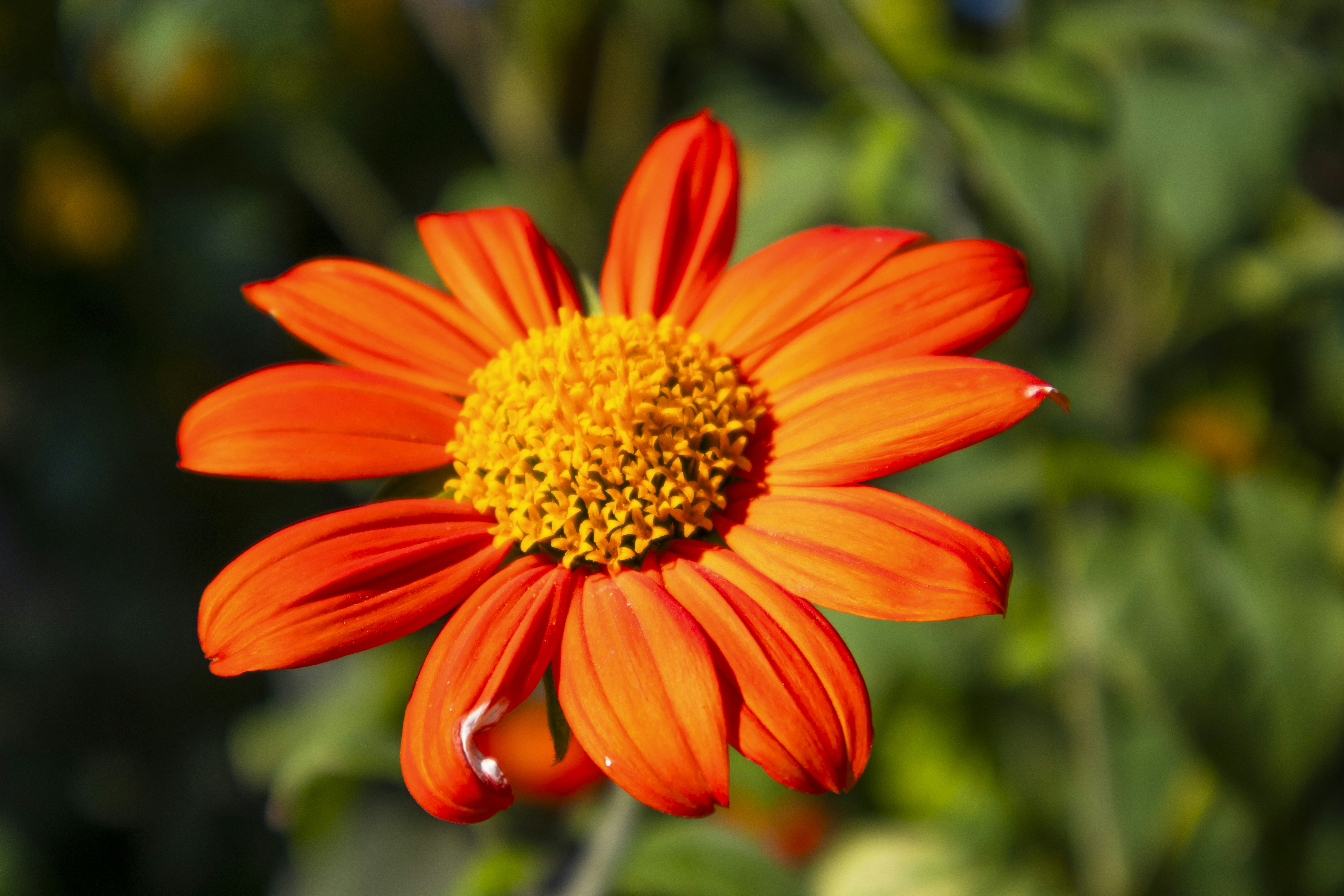 Photo by rolandtreiber