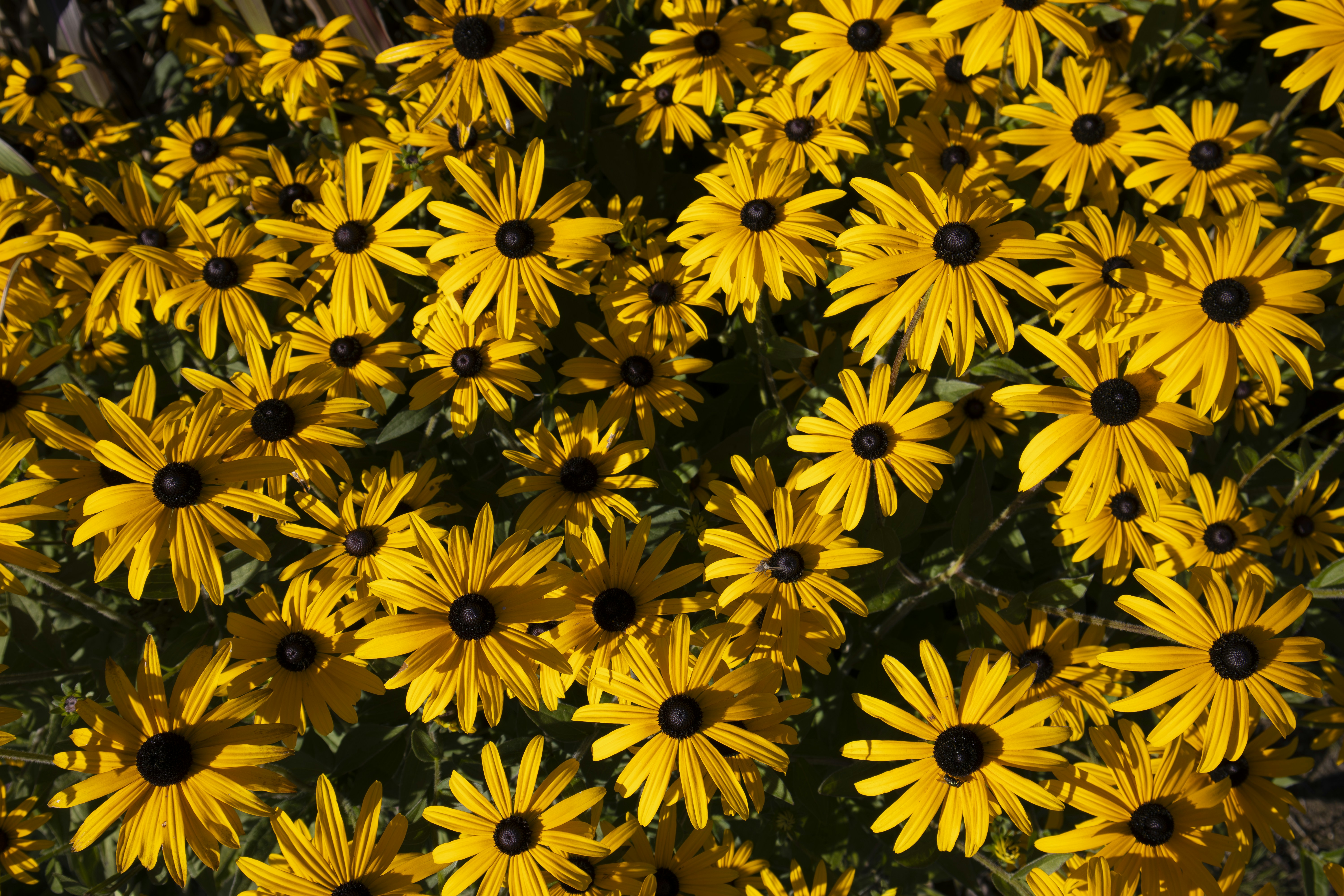 Yellow black-eyed susans bloom in abundance.