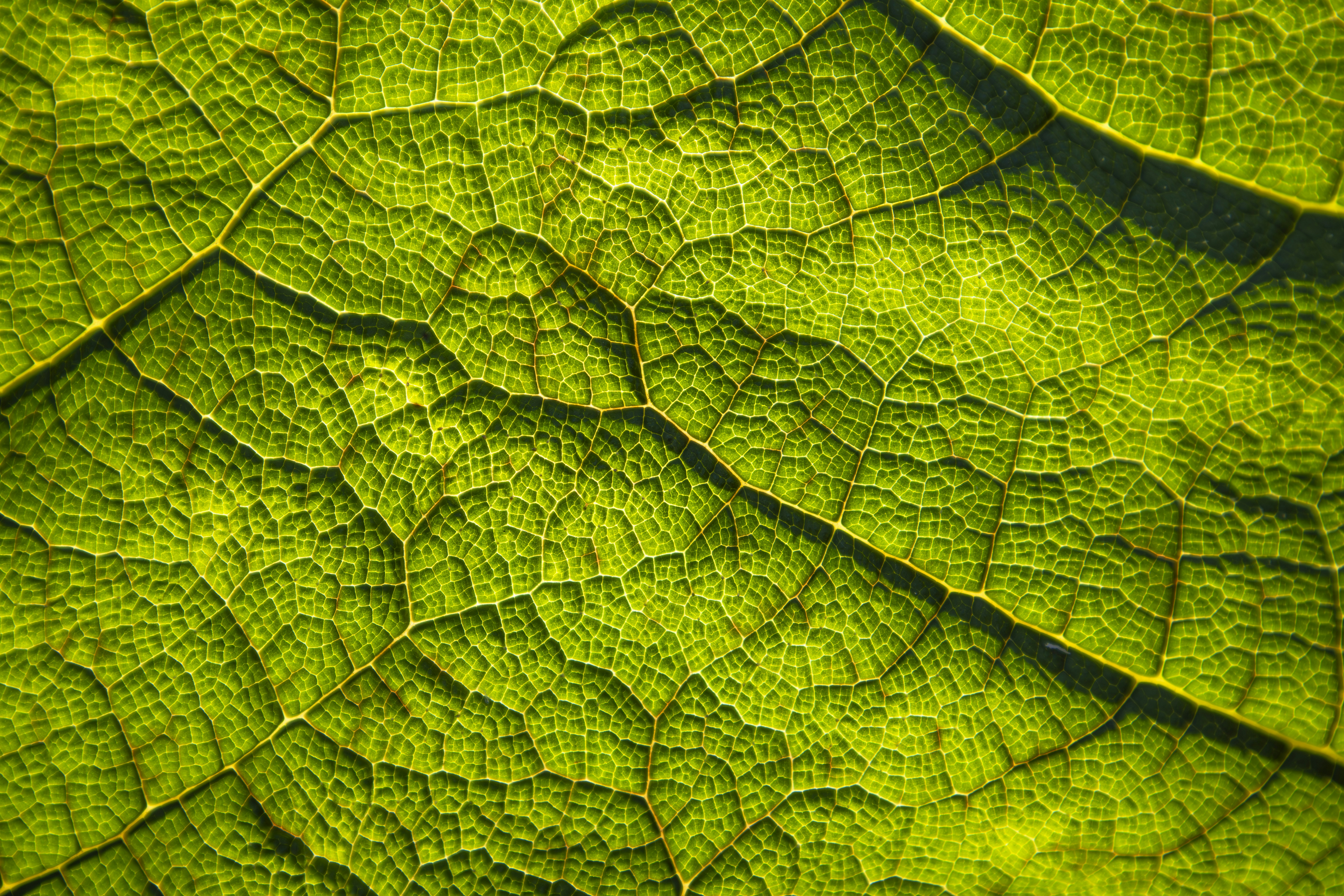 Close-up of a vibrant, textured green leaf.