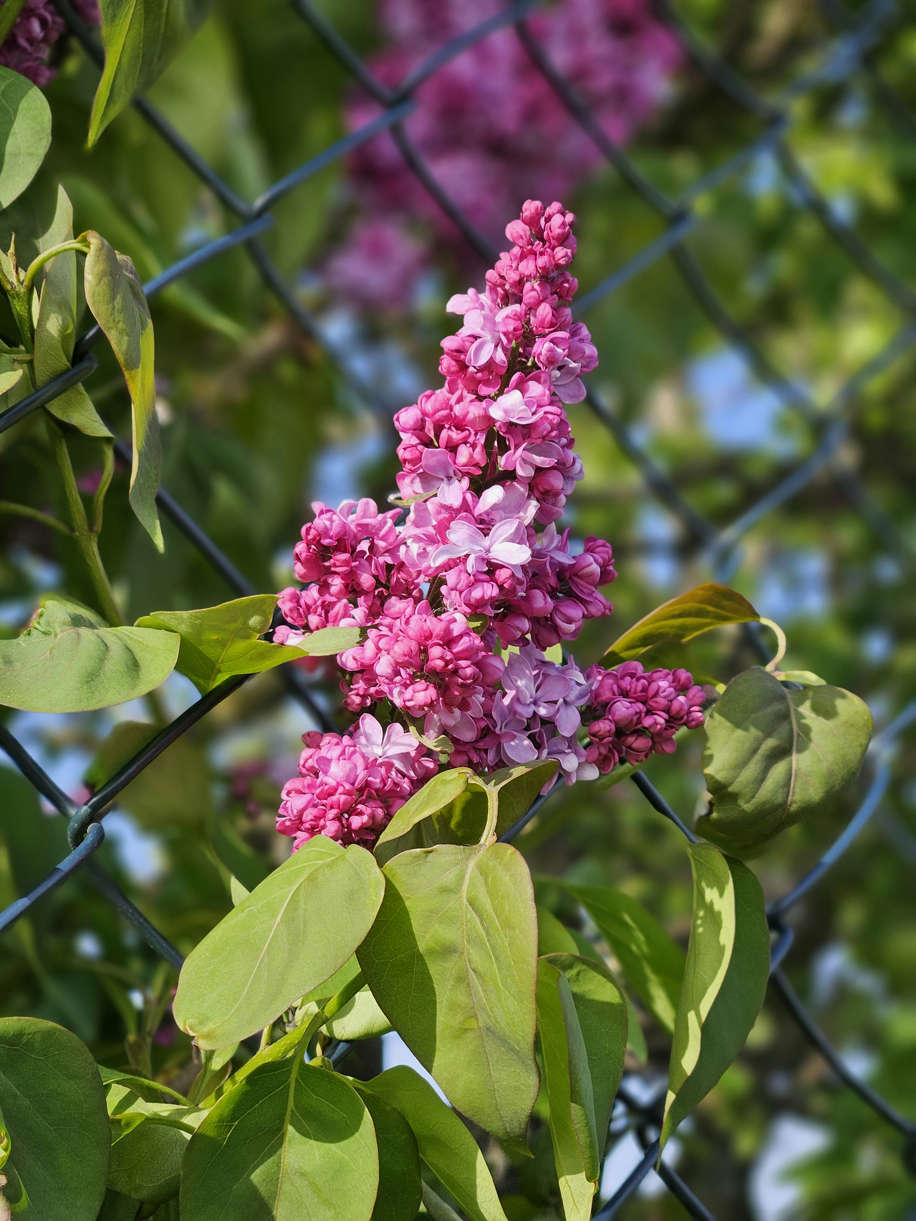 Photo by marjorylucabaxter