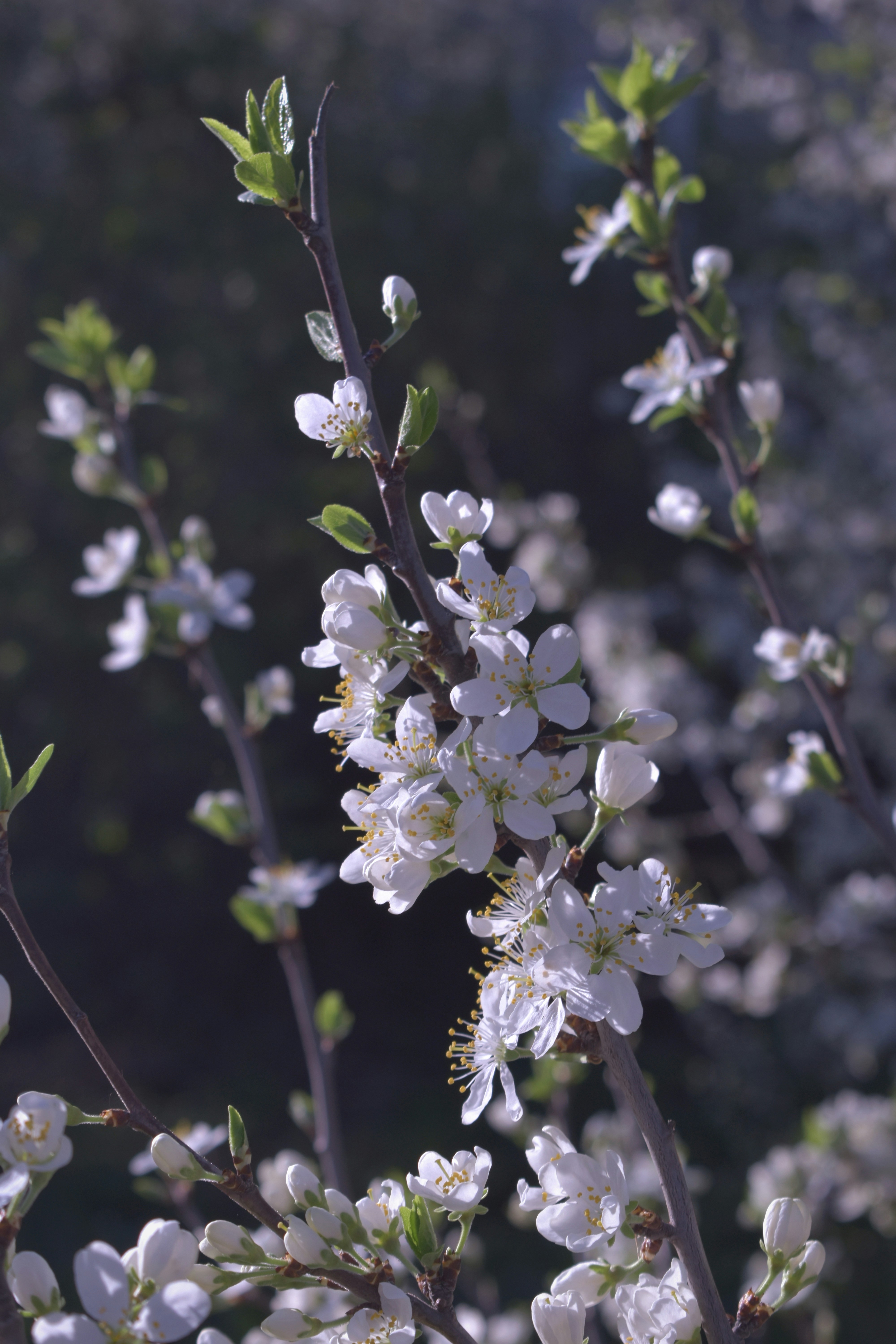 White blossoms bloom on the branches.
