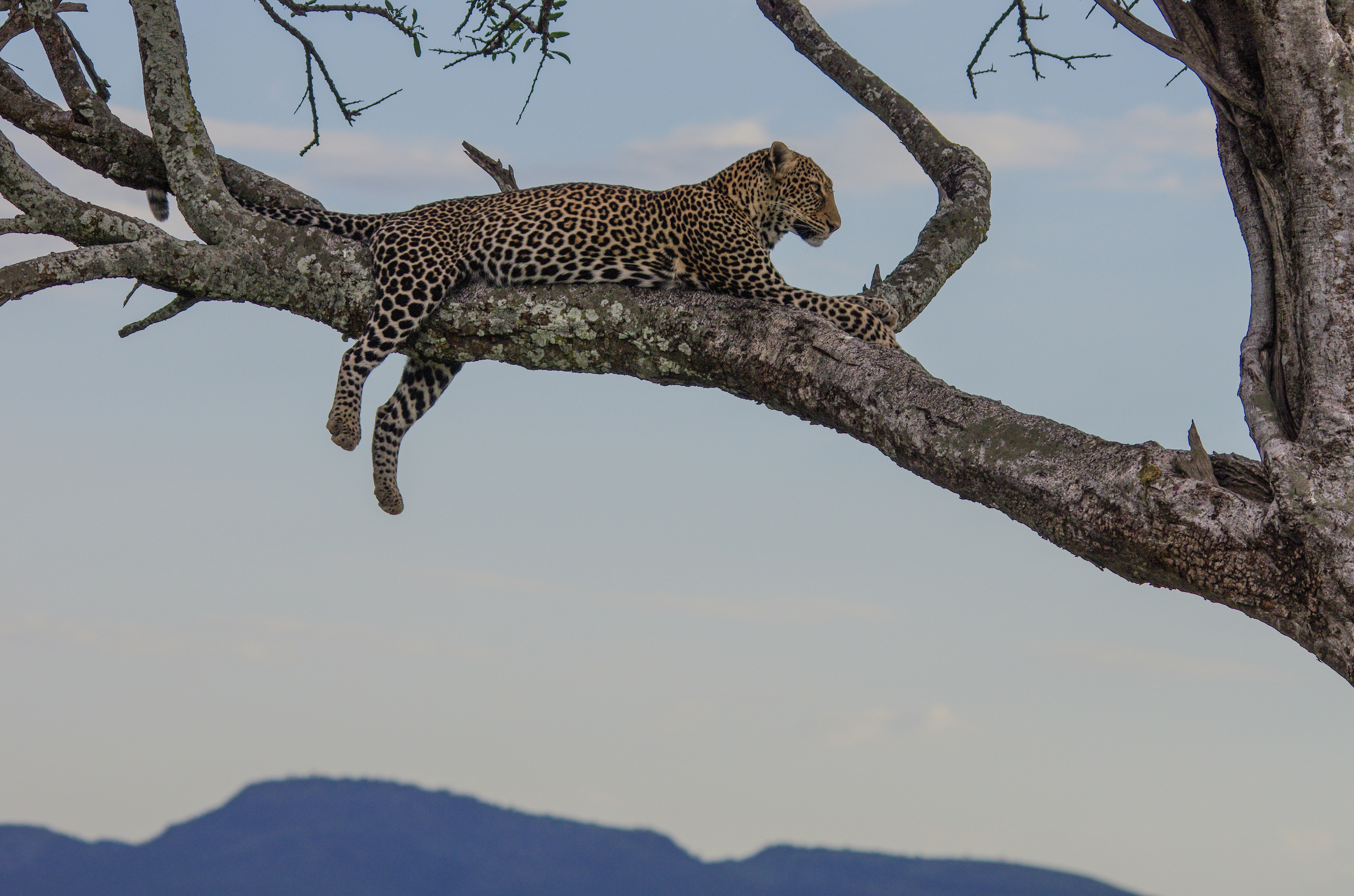 How High Could Your Cat Jump If It Were a Big Cat? (image credits: unsplash)