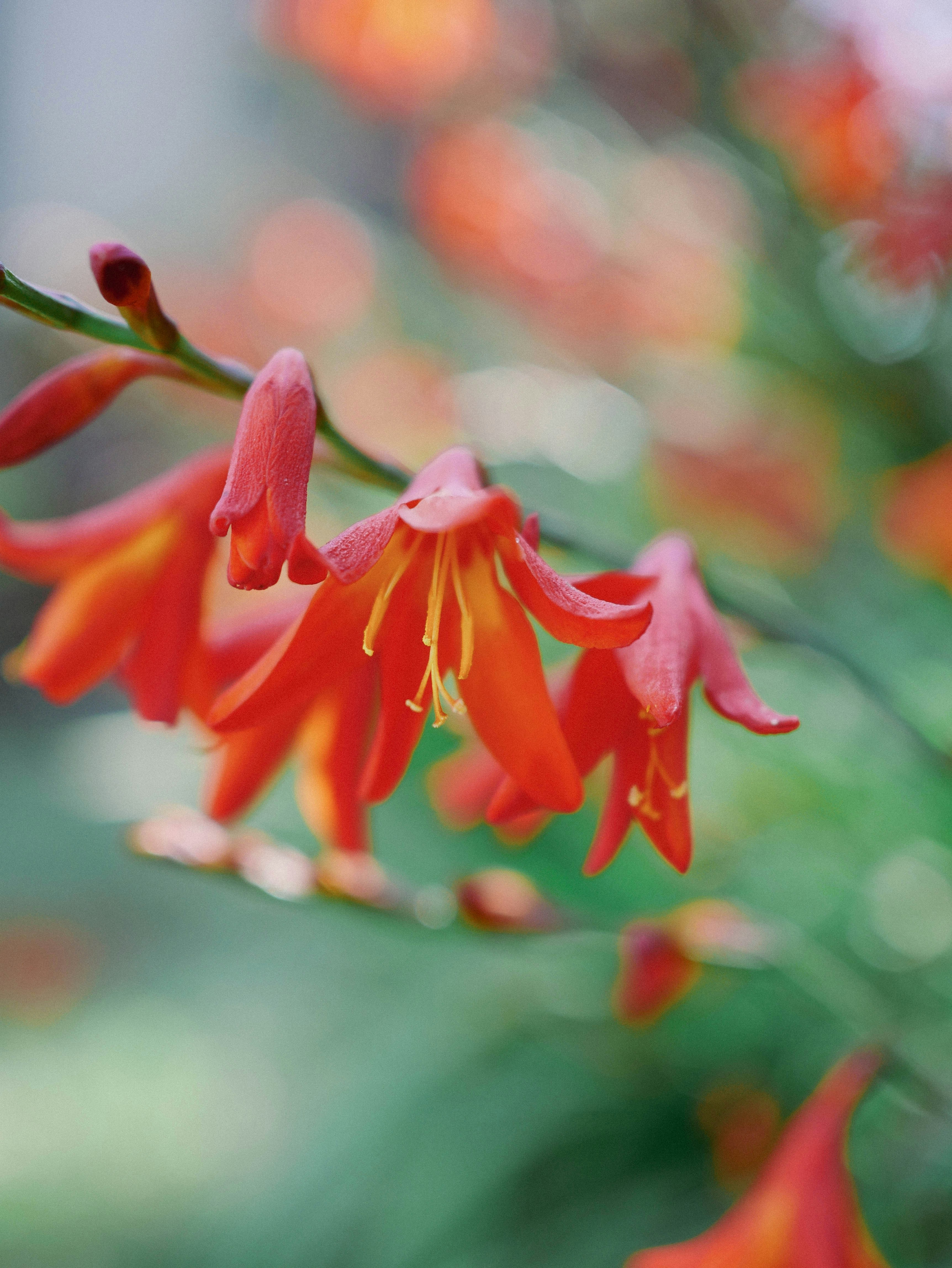 Photo by rafaelvalente