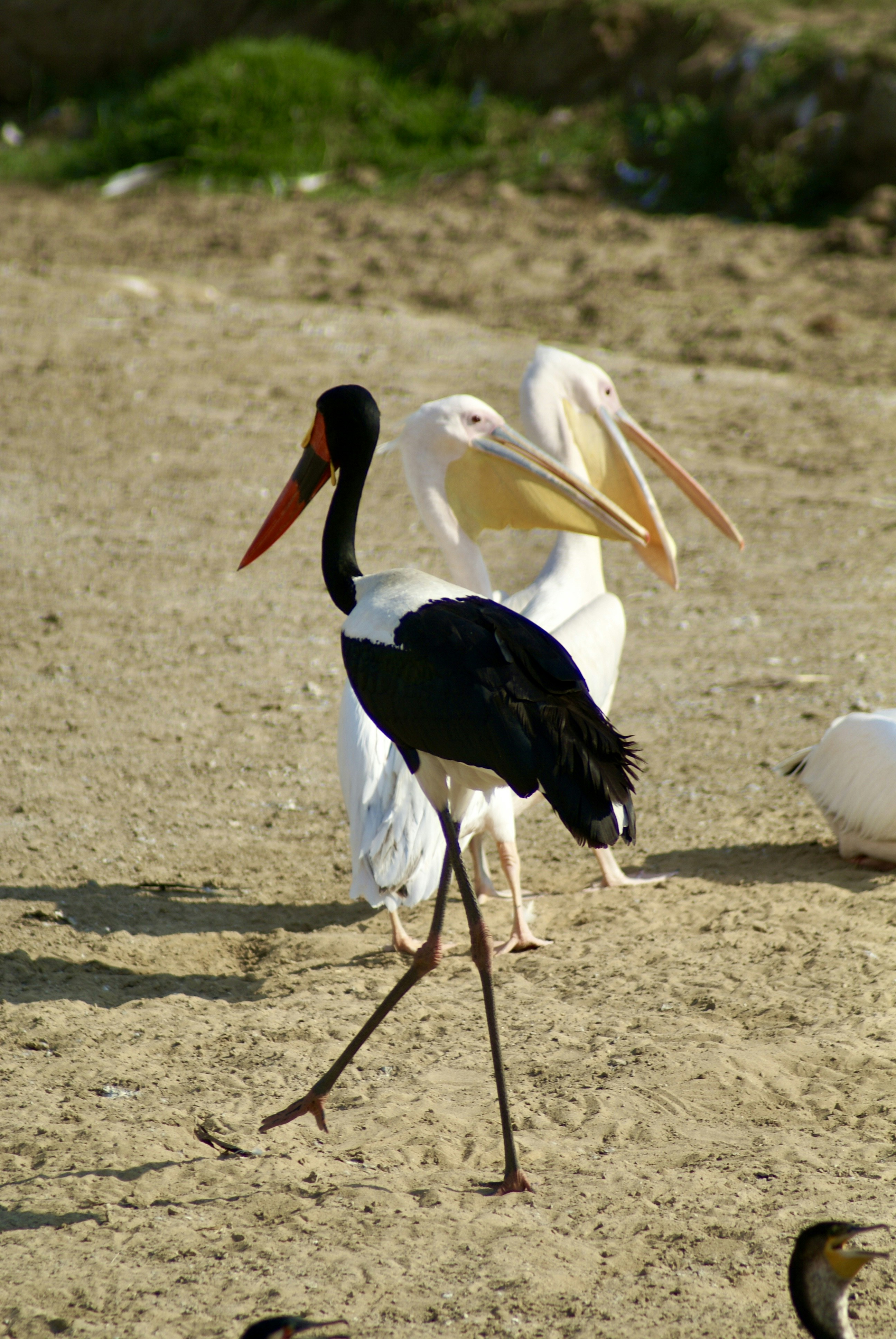 A saddle-billed stork stands with pelicans.