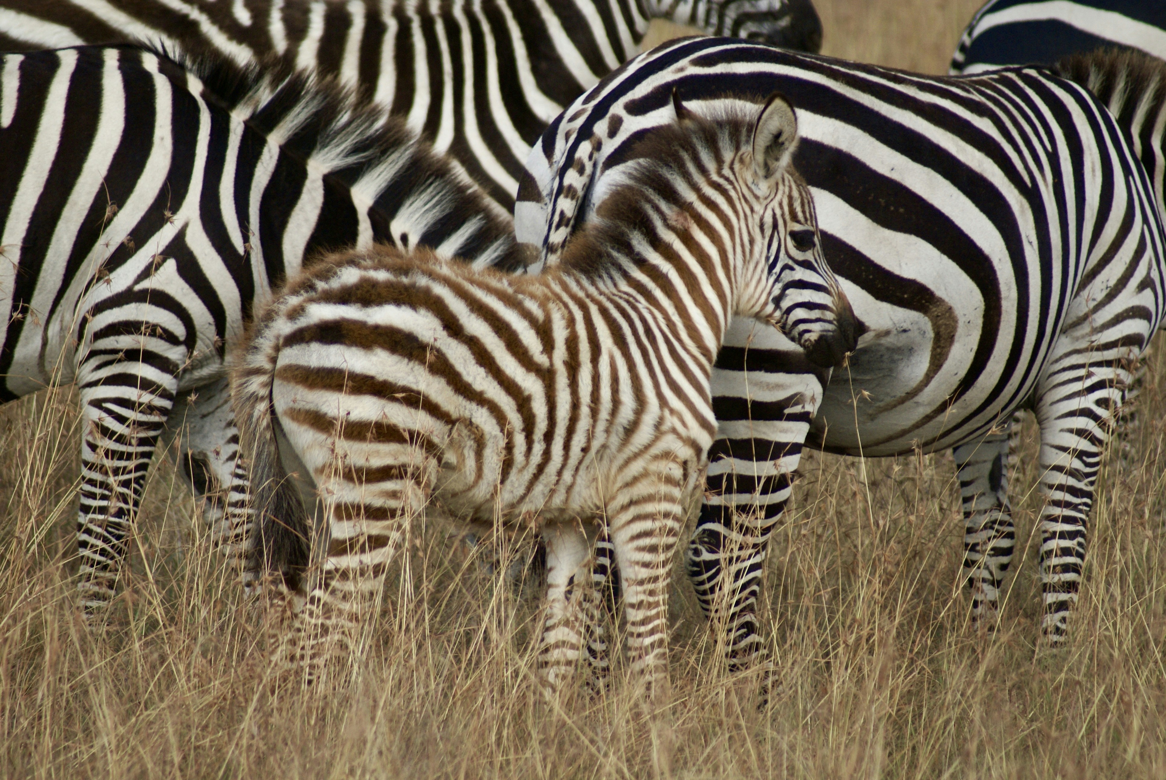 A baby zebra stands amongst its striped family.
