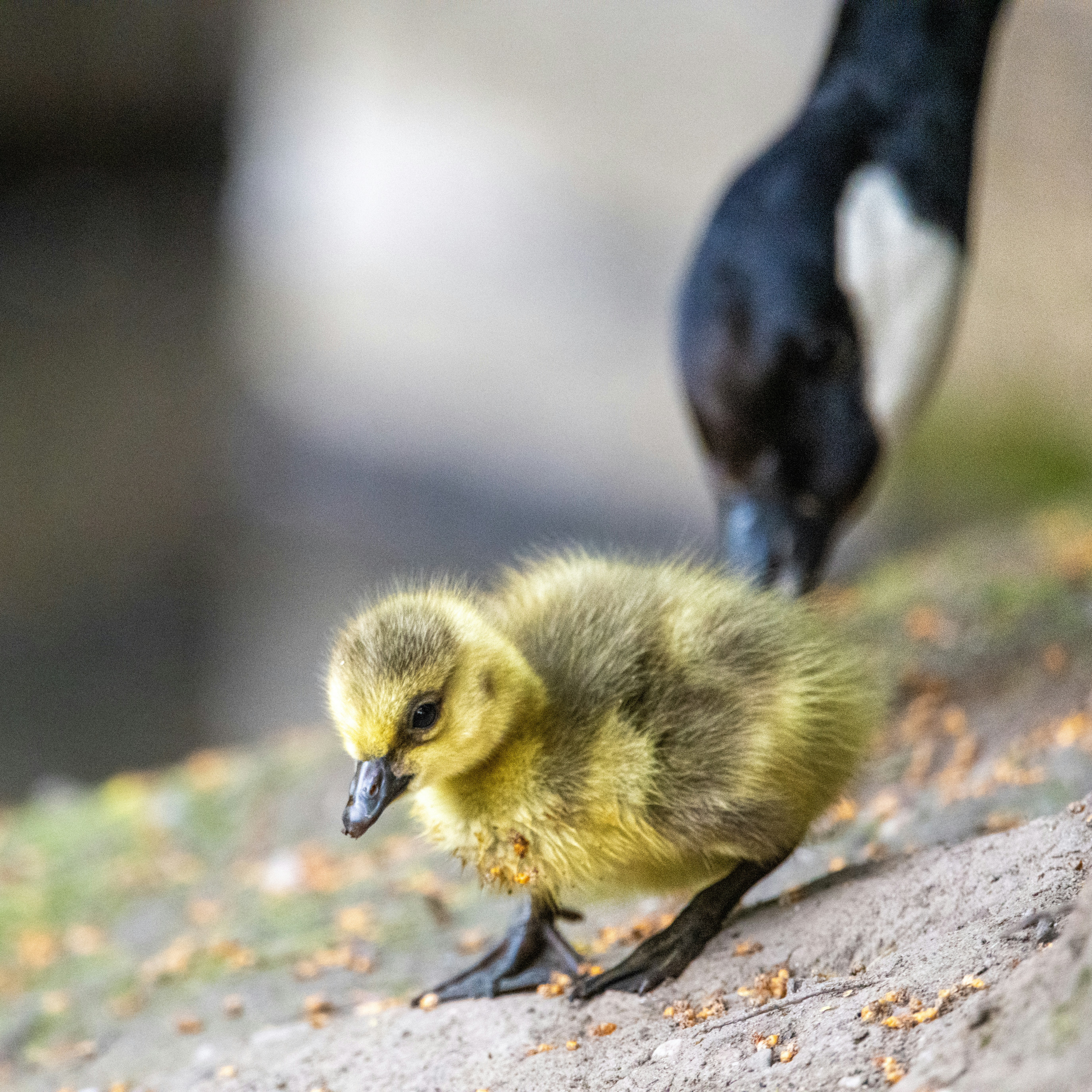 Photo by siegfriedpoepperl