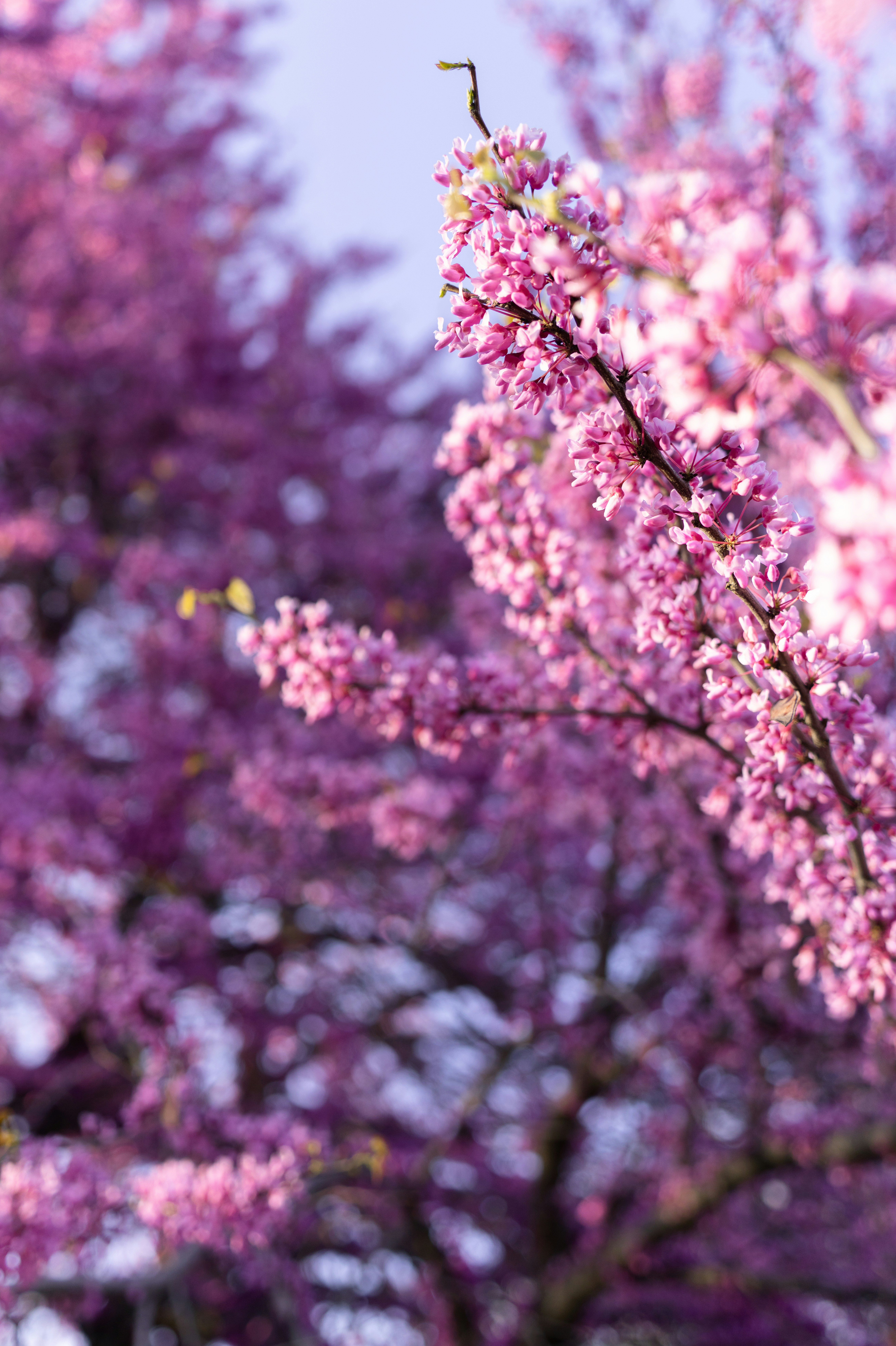 Photo by alexmoliski