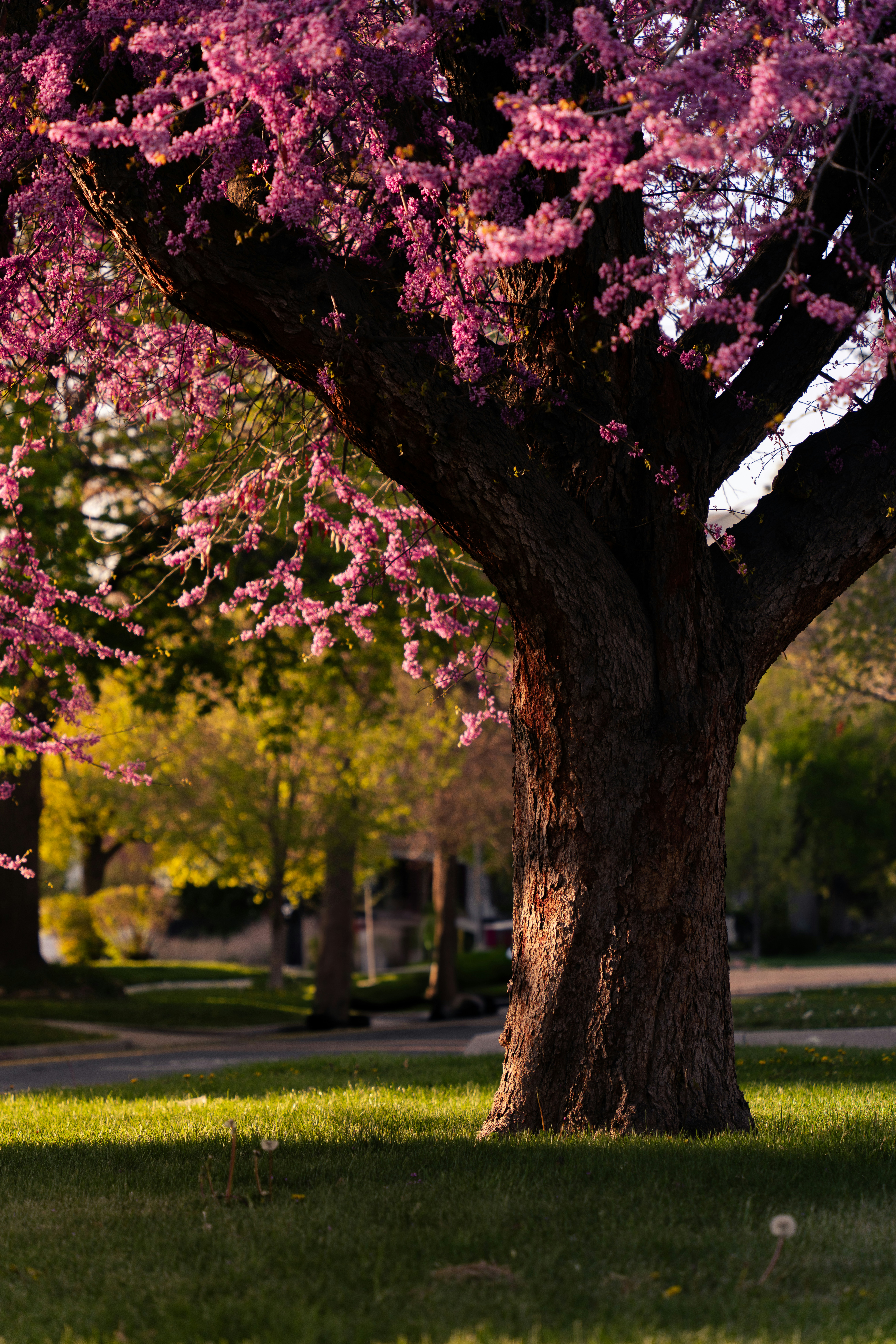 Photo by alexmoliski