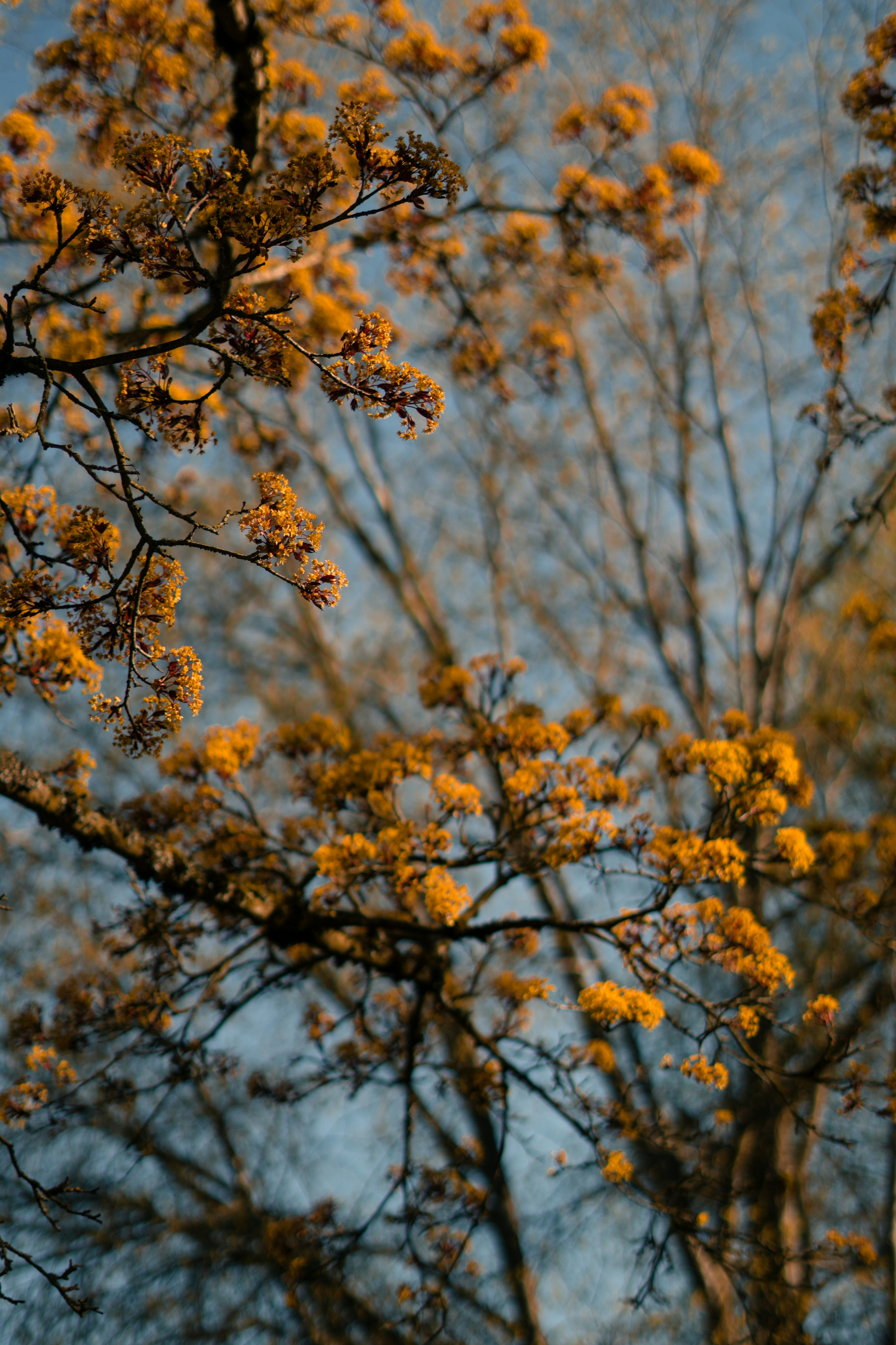 Yellow flowers bloom on tree branches.