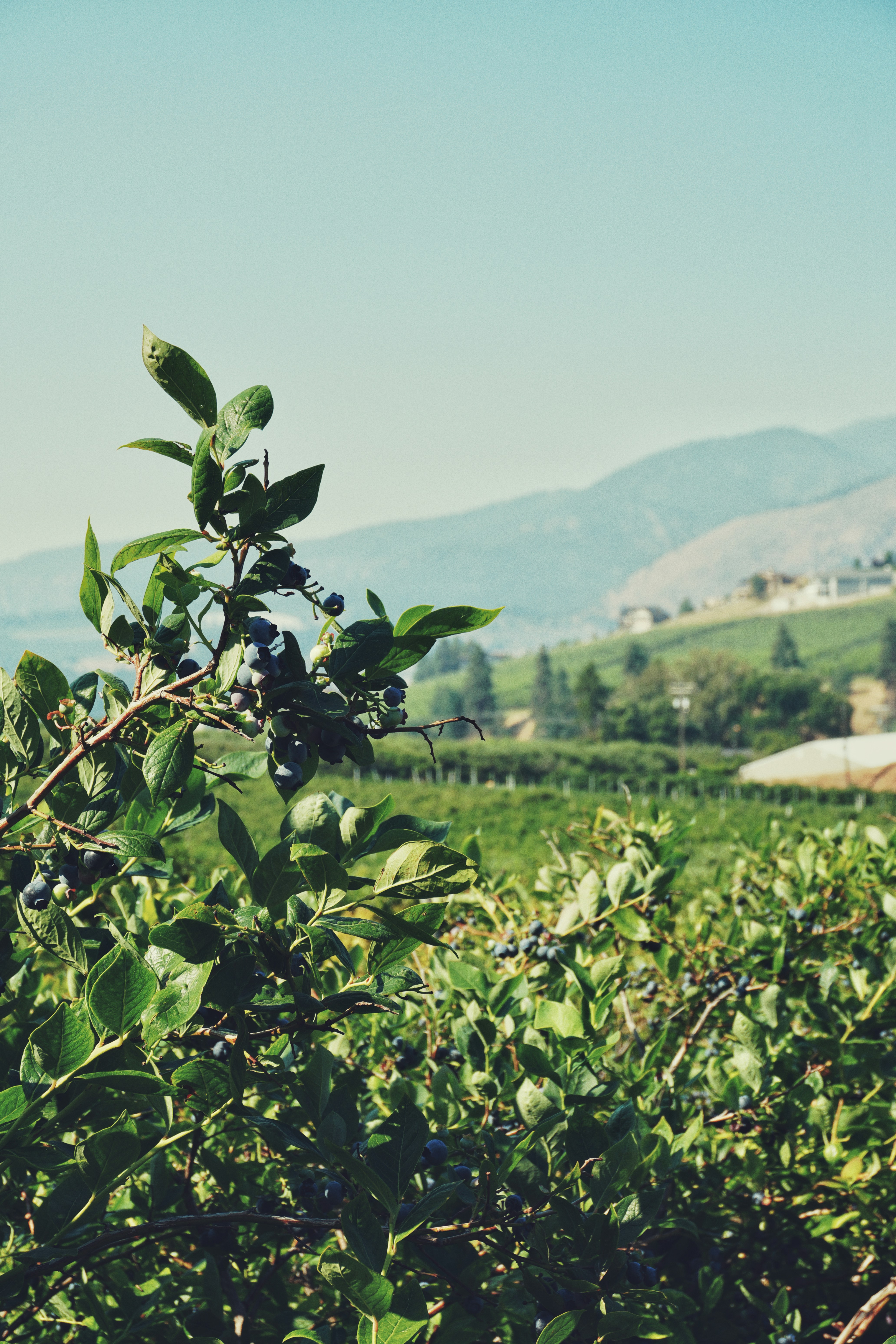 Blueberries grow on a bush with a scenic backdrop.