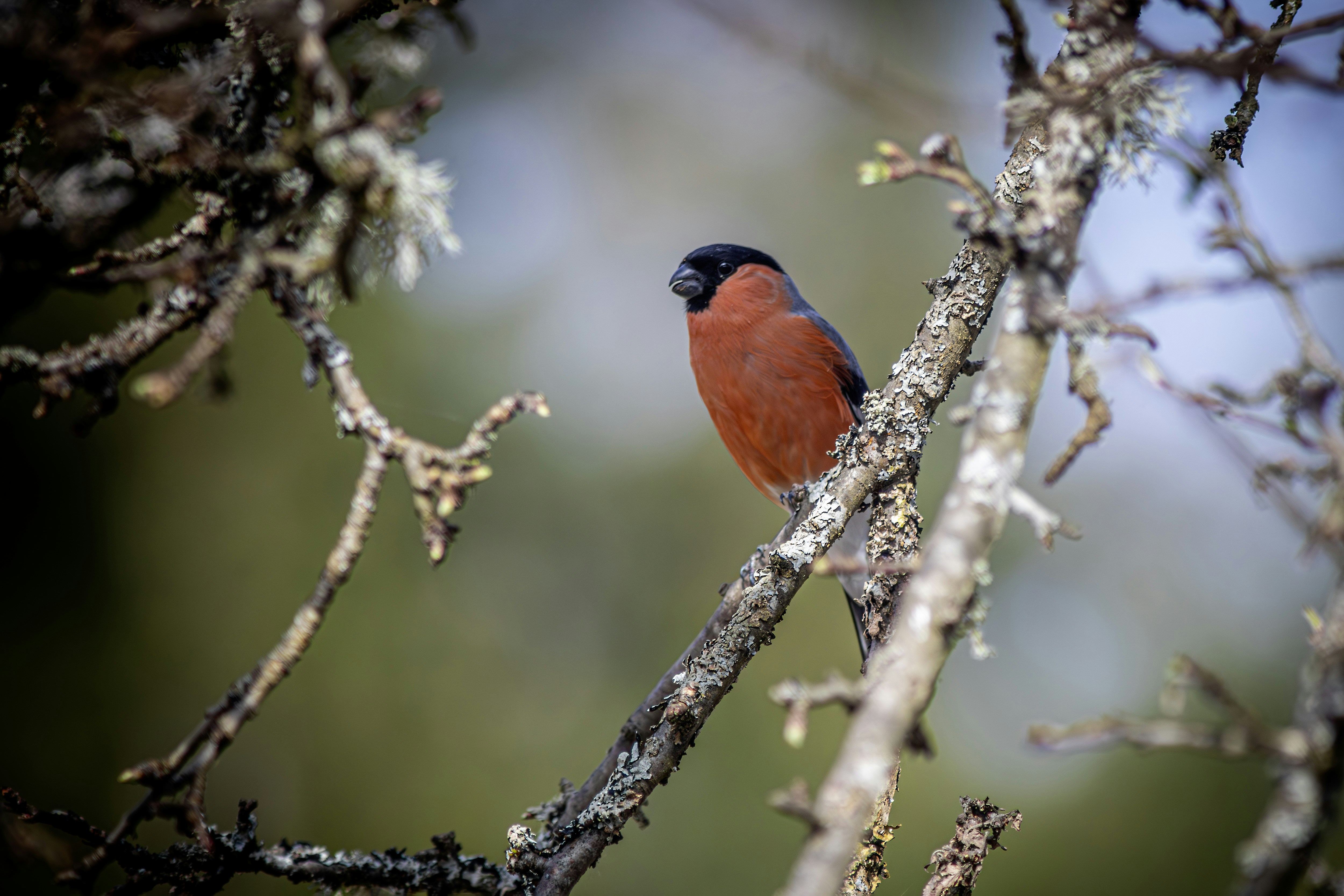 Photo by erik_karits