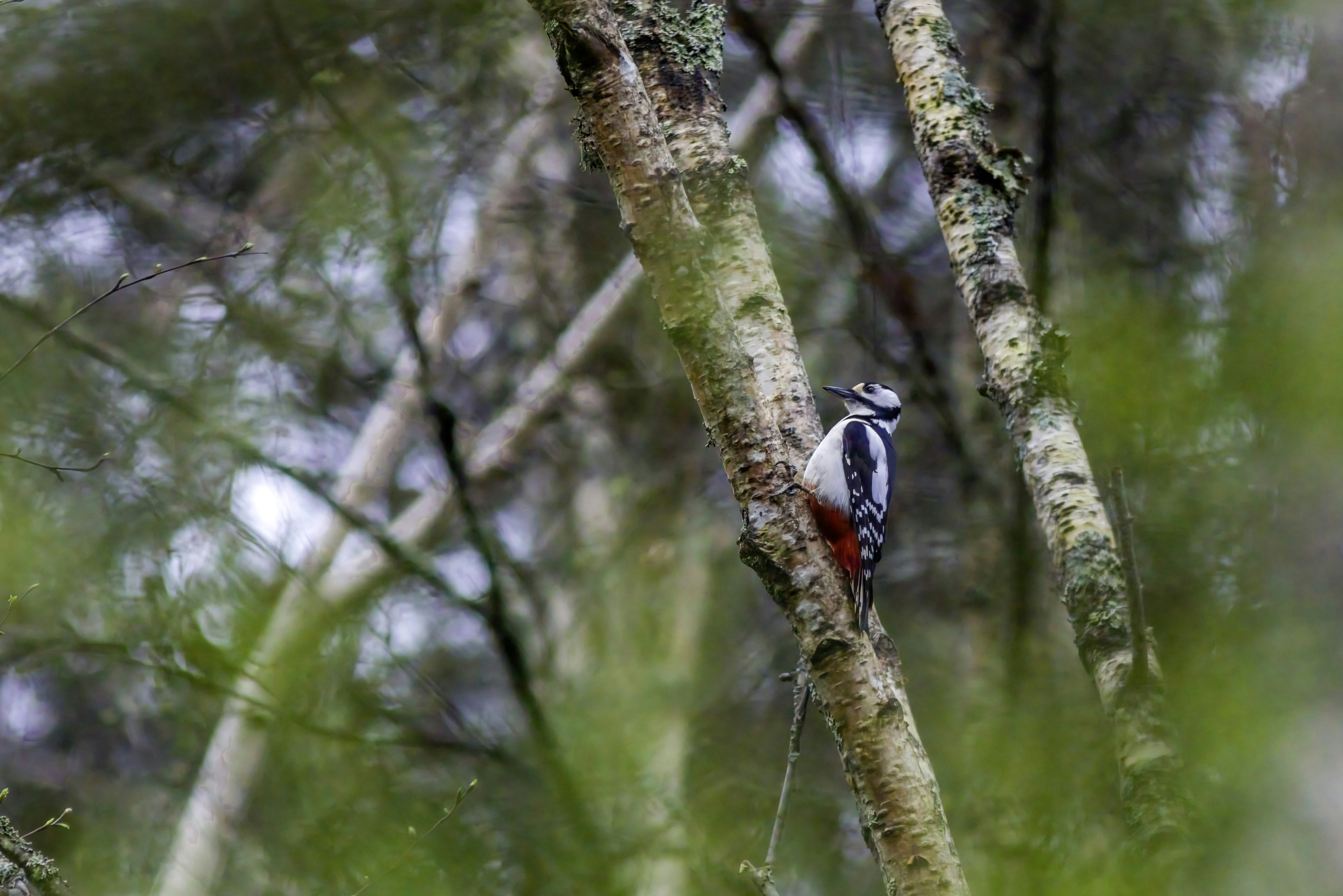 Photo by erik_karits