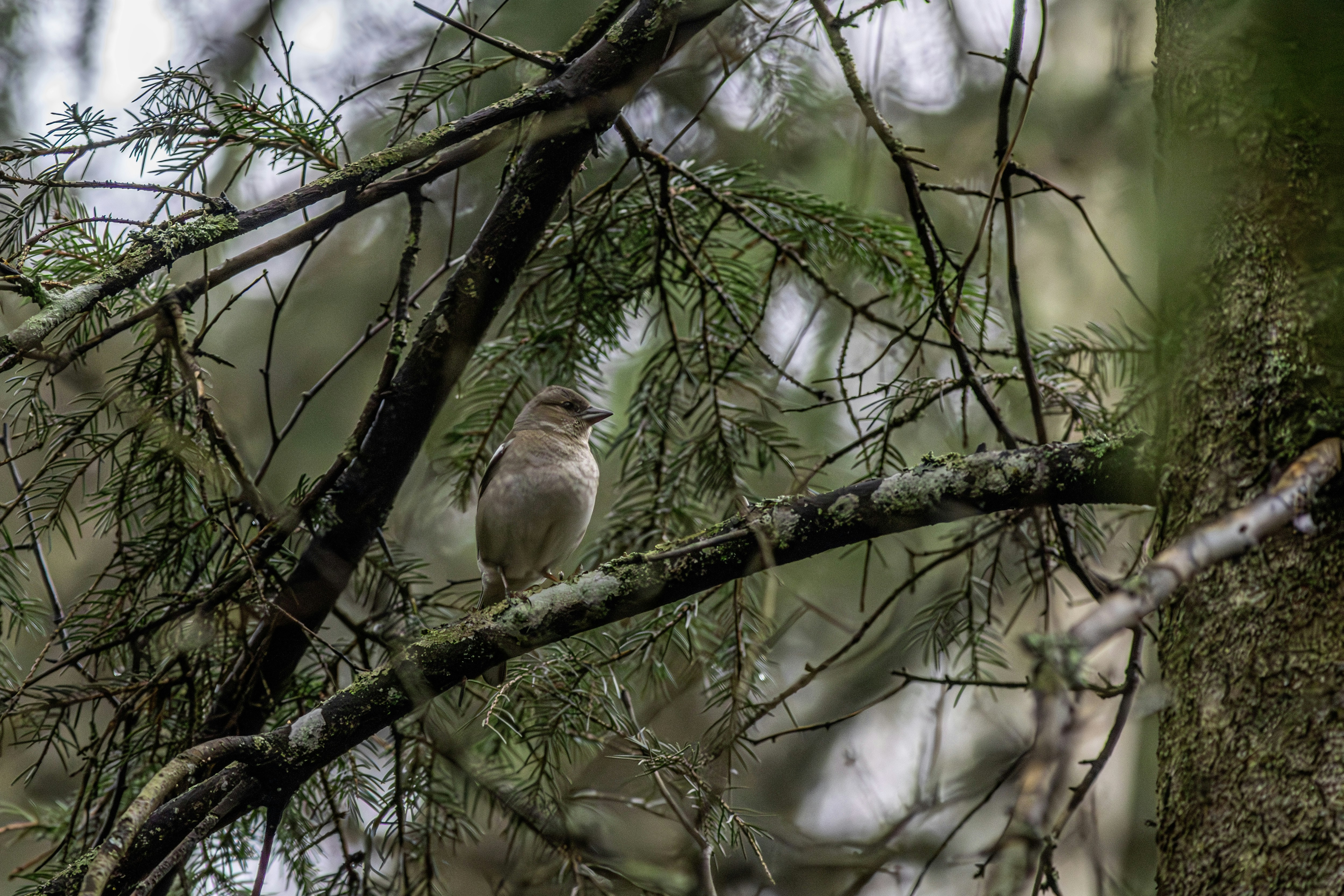 Photo by erik_karits