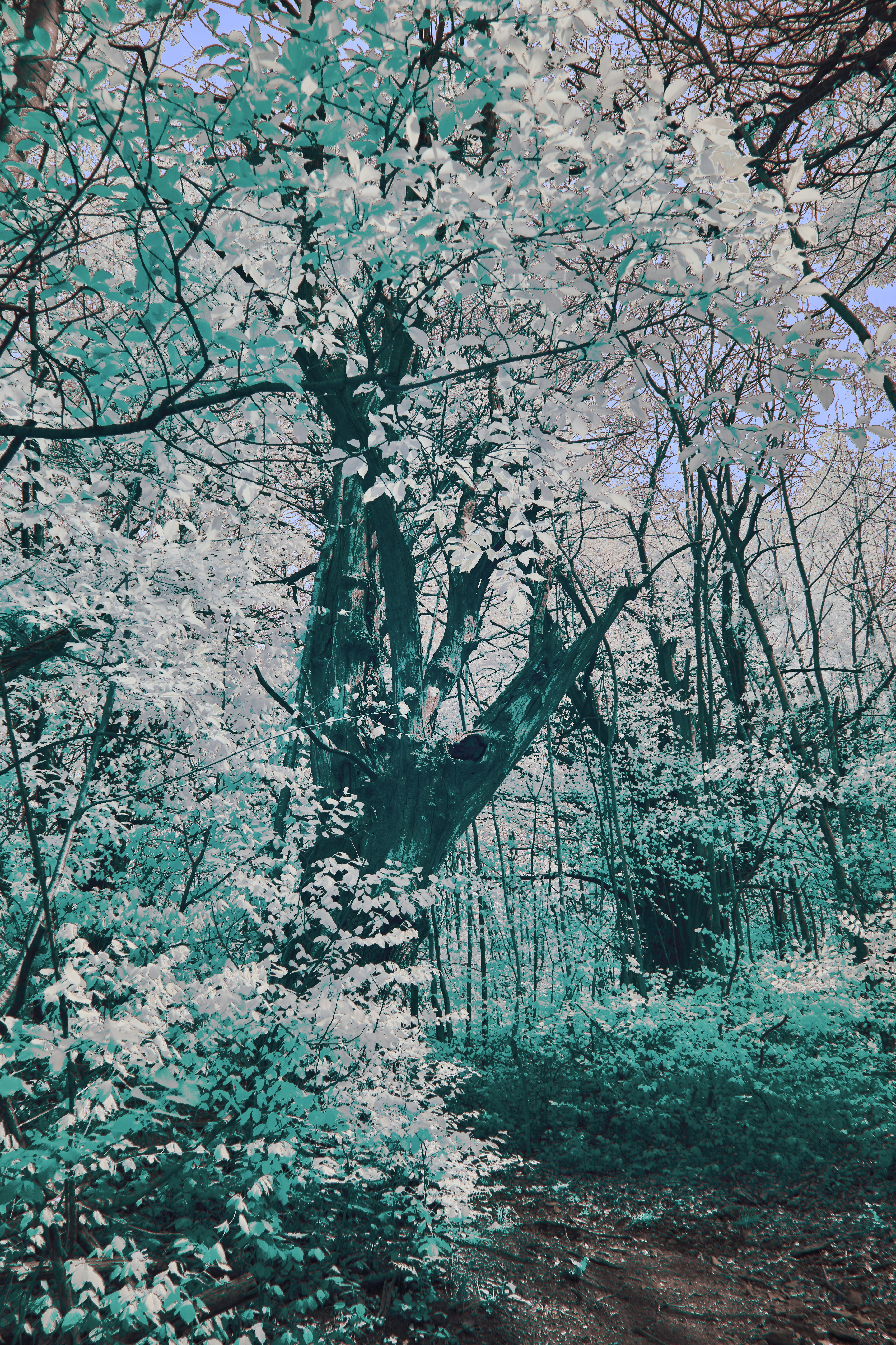 Photo by wolfgang_hasselmann